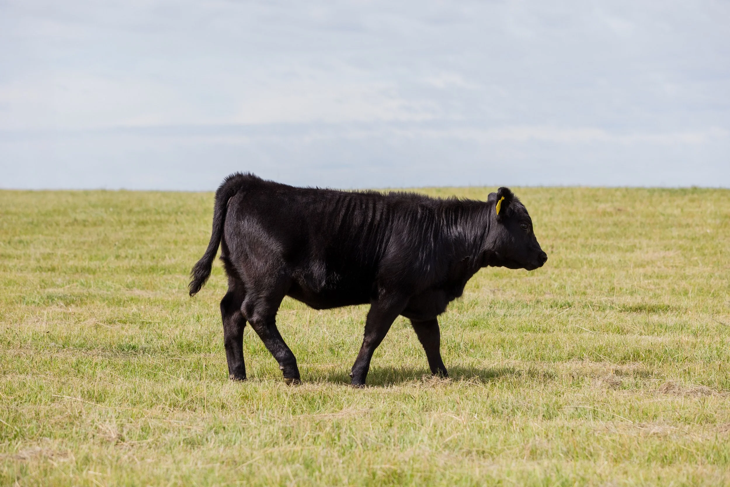 A black cow walking in a grassy field on a cloudy day.