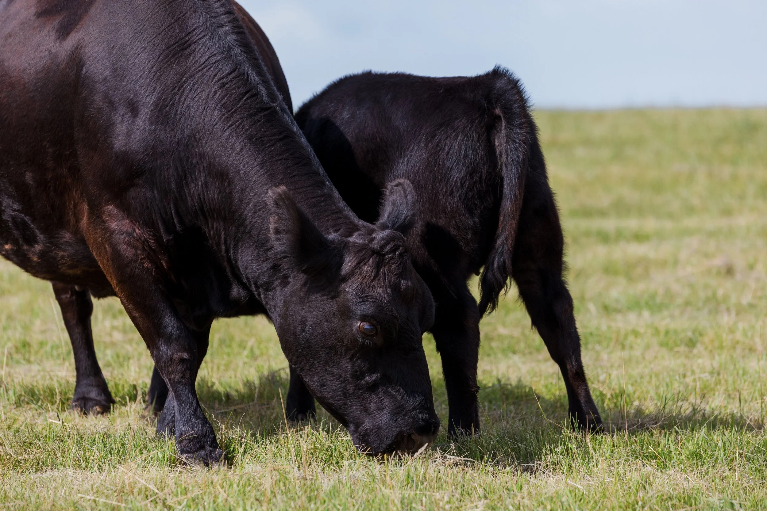 Two black calves grazing on a grassy field.