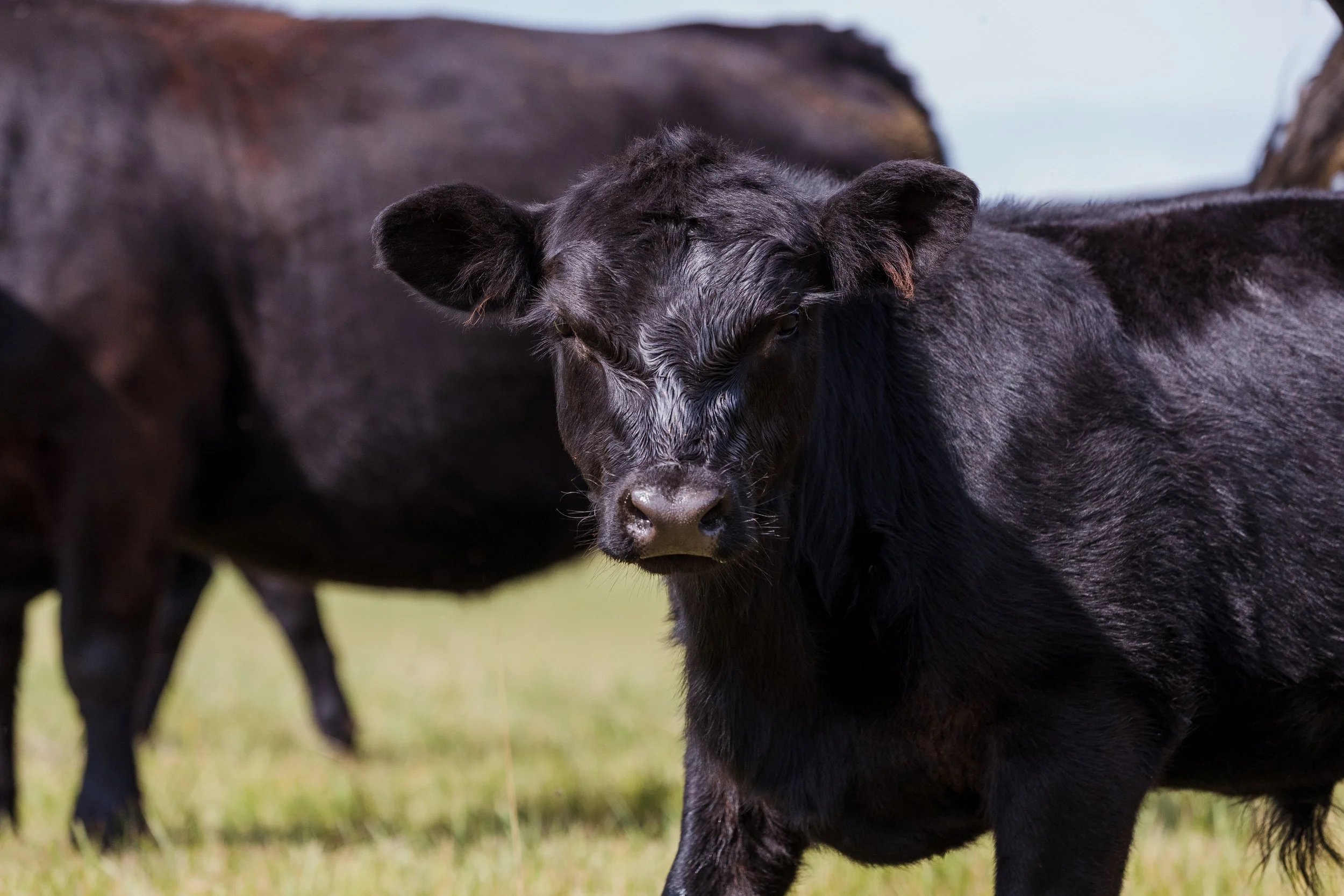 A black calf standing in a grassy field with a larger black cow in the background.
