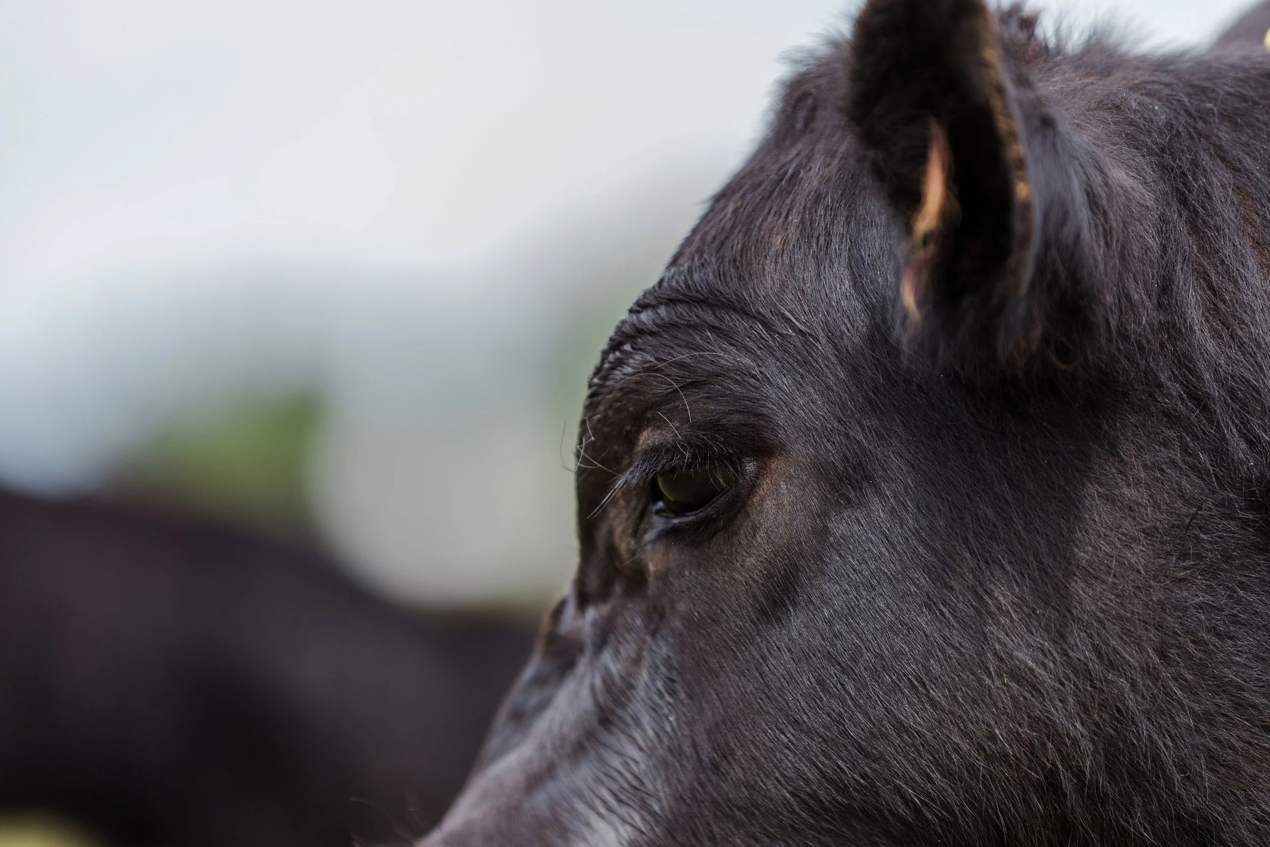 Close-up of a black horse's face, showing details of its eye and fur.