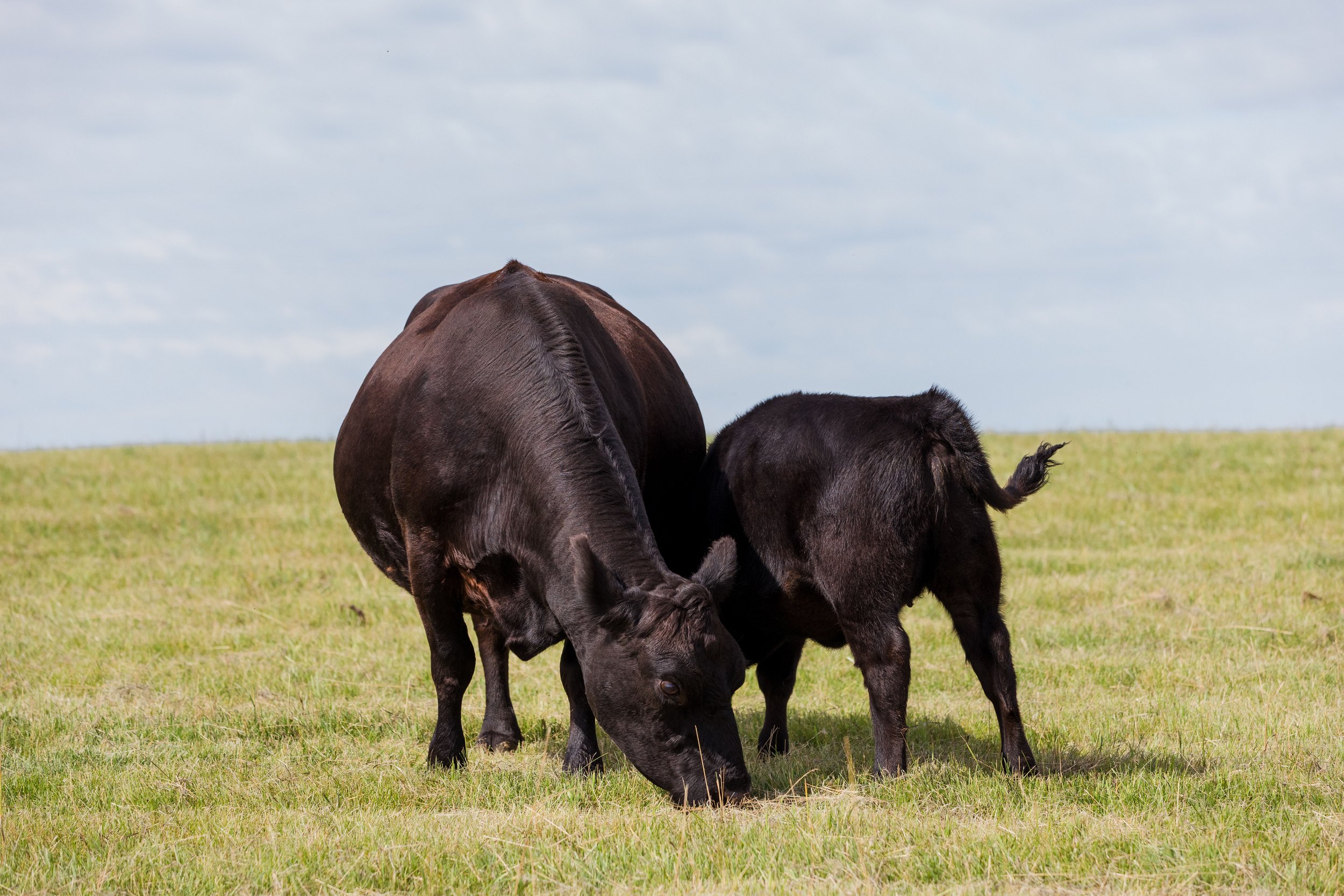 A black cow and a black calf grazing on a grassy field under a partly cloudy sky.