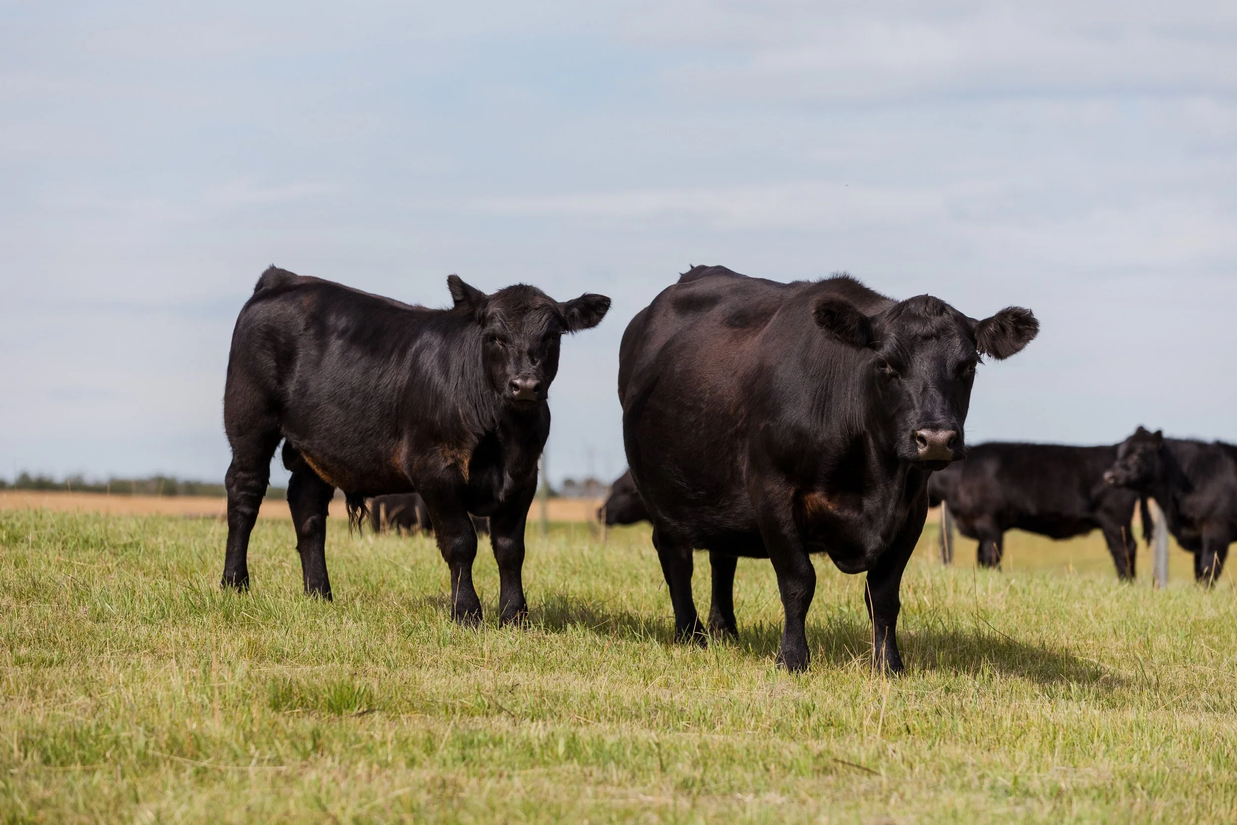Group of black cattle grazing on grass field with a partly cloudy sky in the background.