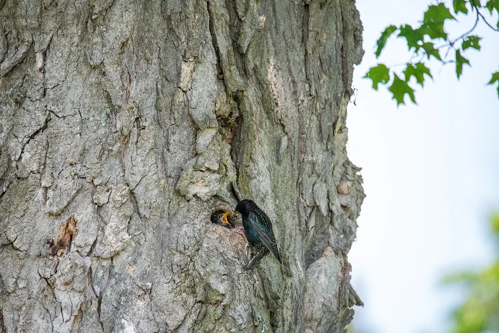 Bird_Feeding_Baby_Tree (1)-s.jpg