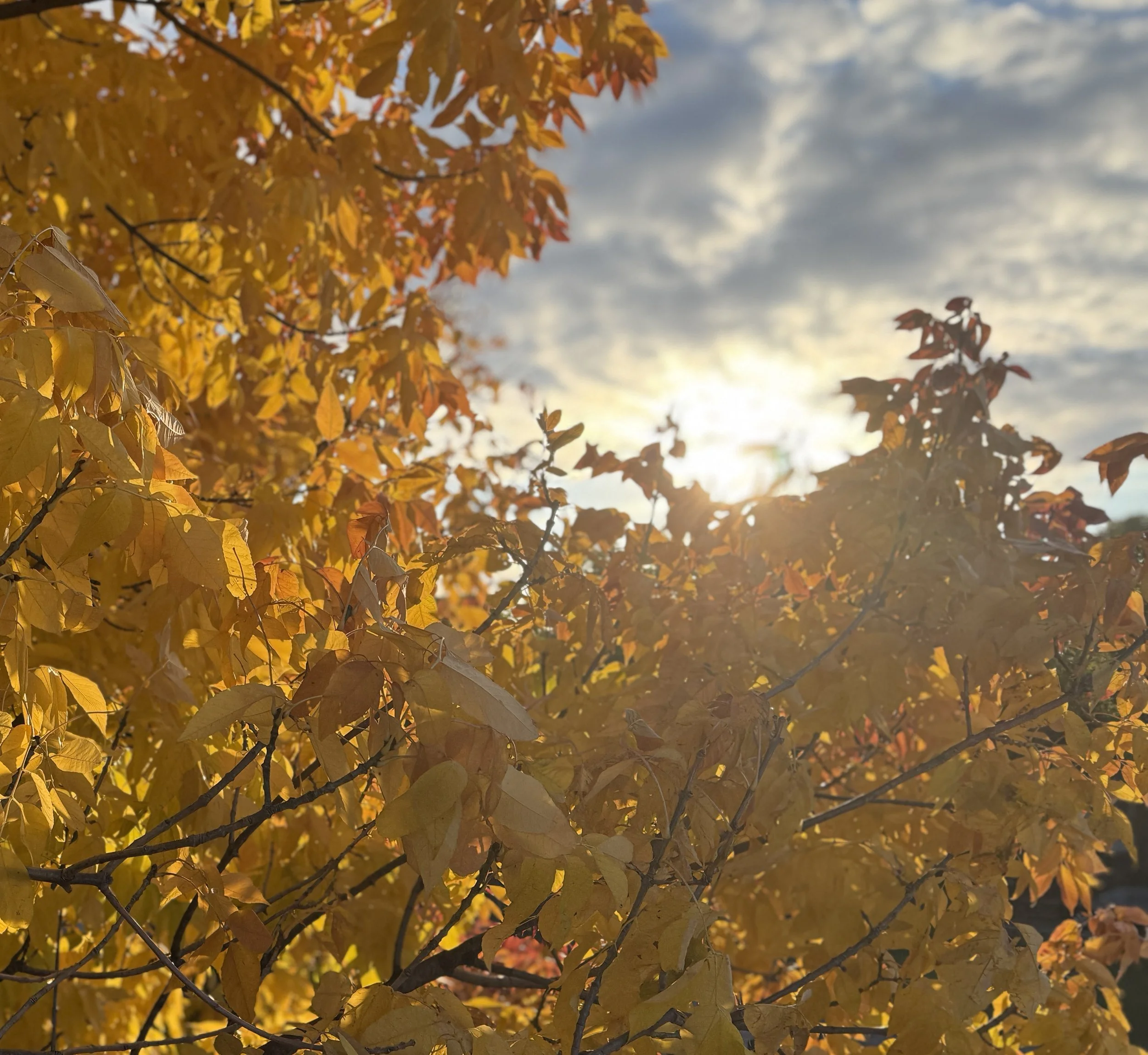 Autumn tree with yellow and orange leaves against a cloudy sky with the sun partially visible.