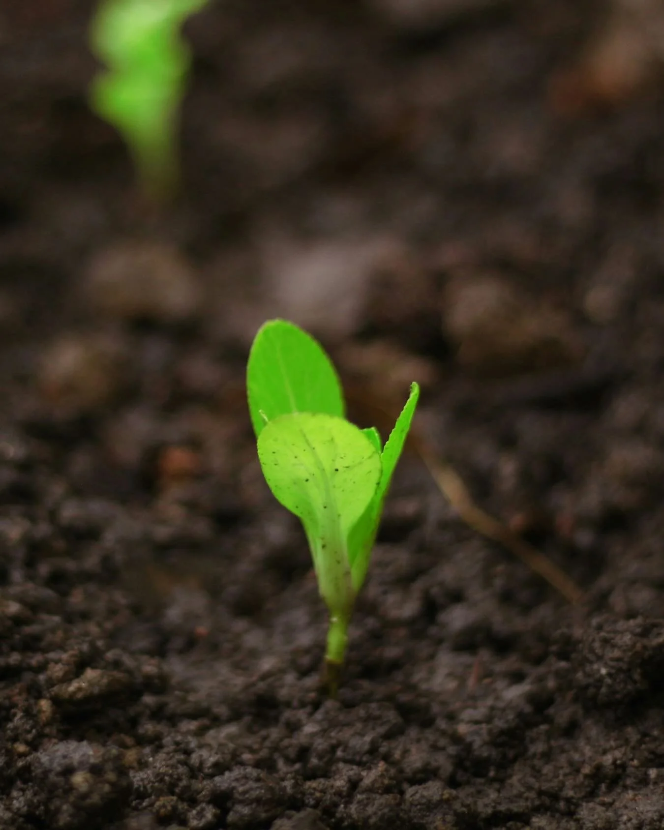🌱 What conditions would you need to grow and thrive at the IFS Canadian Community Conference?

📅 Registration is now open. 
 
IFSCCC will take place online on June 5-6, offering space for learning, reflection, and connection within the Canadian IFS