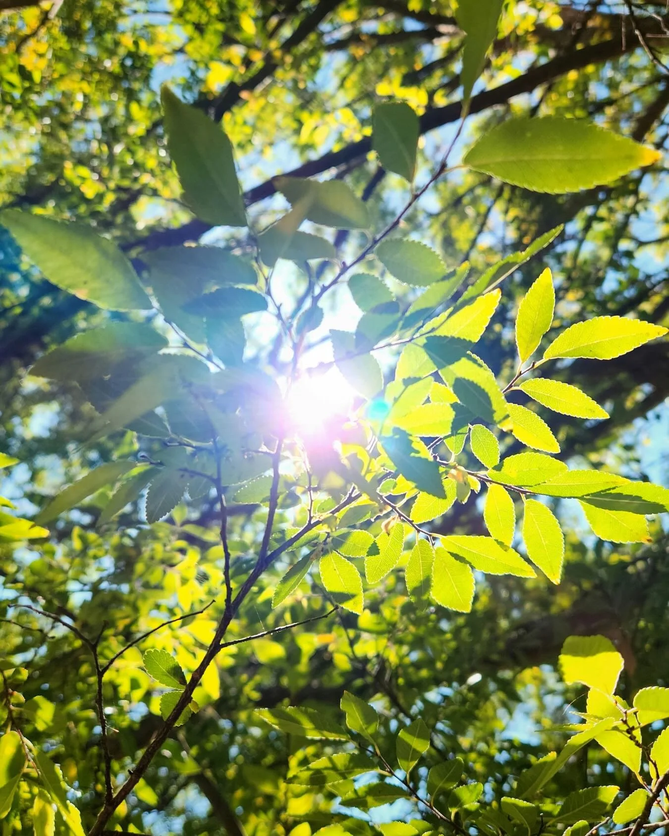 ☀️ What supports you in staying in Self during professional learning?

📅 Registration for the IFS Canadian Community Conference is now open. 
 
IFSCCC will take place online on June 5-6, offering space for learning, reflection, and connection within