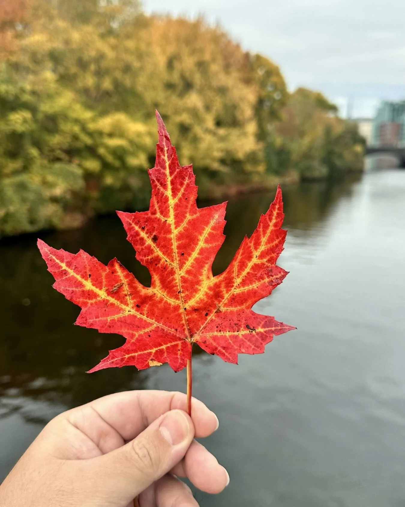 🍁 Registration for the IFS Canadian Community Conference is now open. 

📅 June 5-6, 2026

40+ Speakers
28 Workshops
Welcoming Remarks from Dr. Richard Schwartz
Featured Teaching with Kay Gardner
Indigenous-Led Panel on Indigenous Healing &amp; IFS
