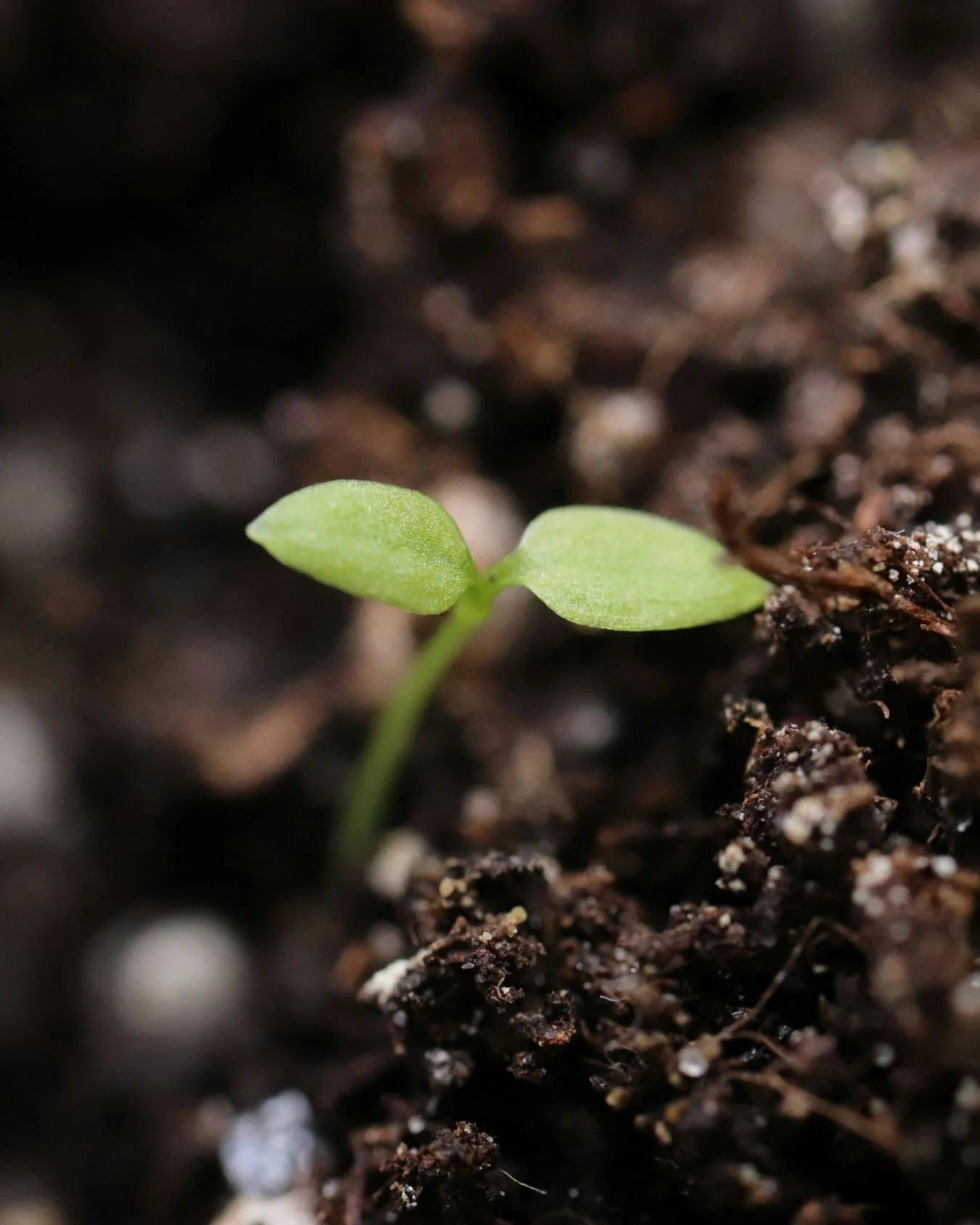 🌱 What would it look like for the IFS Canadian Community Conference to support your growth personally and professionally?

📅 Registration is now open.
 
IFSCCC will take place online on June 5-6, offering space for learning, reflection, and connect