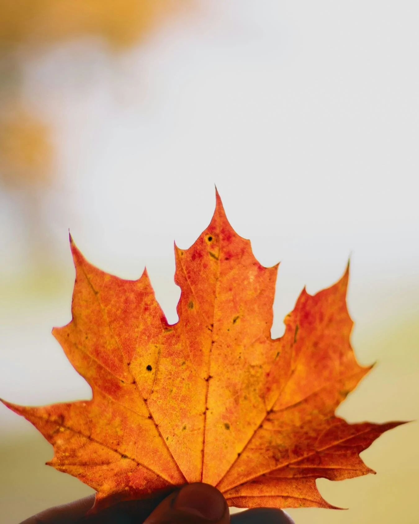 🍁 Registration for the IFS Canadian Community Conference is now open. 

📅 June 5-6, 2026

40+ Speakers
28 Workshops
Welcoming Remarks from Dr. Richard Schwartz
Featured Teaching with Kay Gardner
Indigenous-Led Panel on Indigenous Healing &amp; IFS
