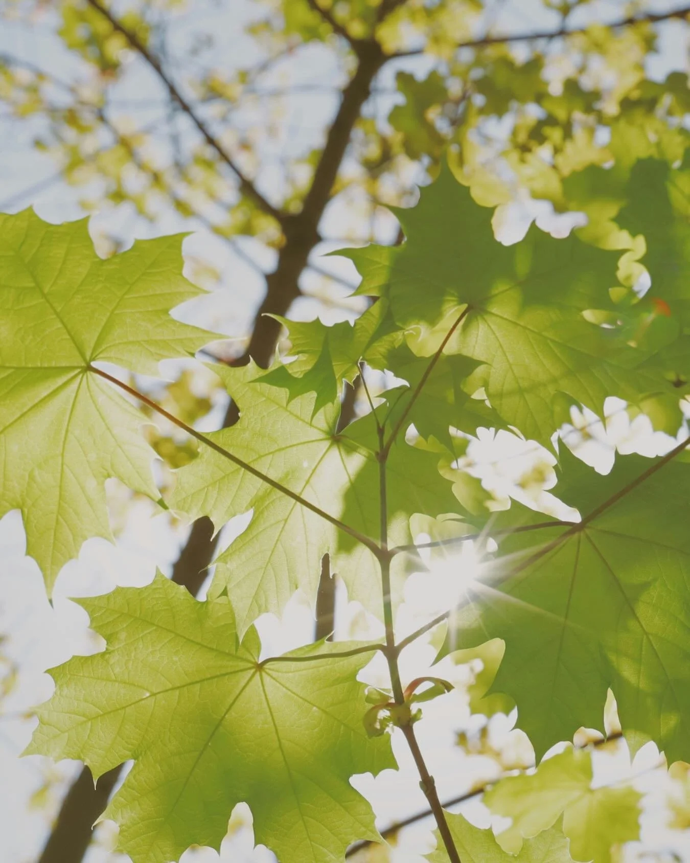 ☀️ How do you return to the warmth of Self during professional learning?

📅 Registration for the IFS Canadian Community Conference is now open. 
 
IFSCCC will take place online on June 5-6, offering space for learning, reflection, and connection wit