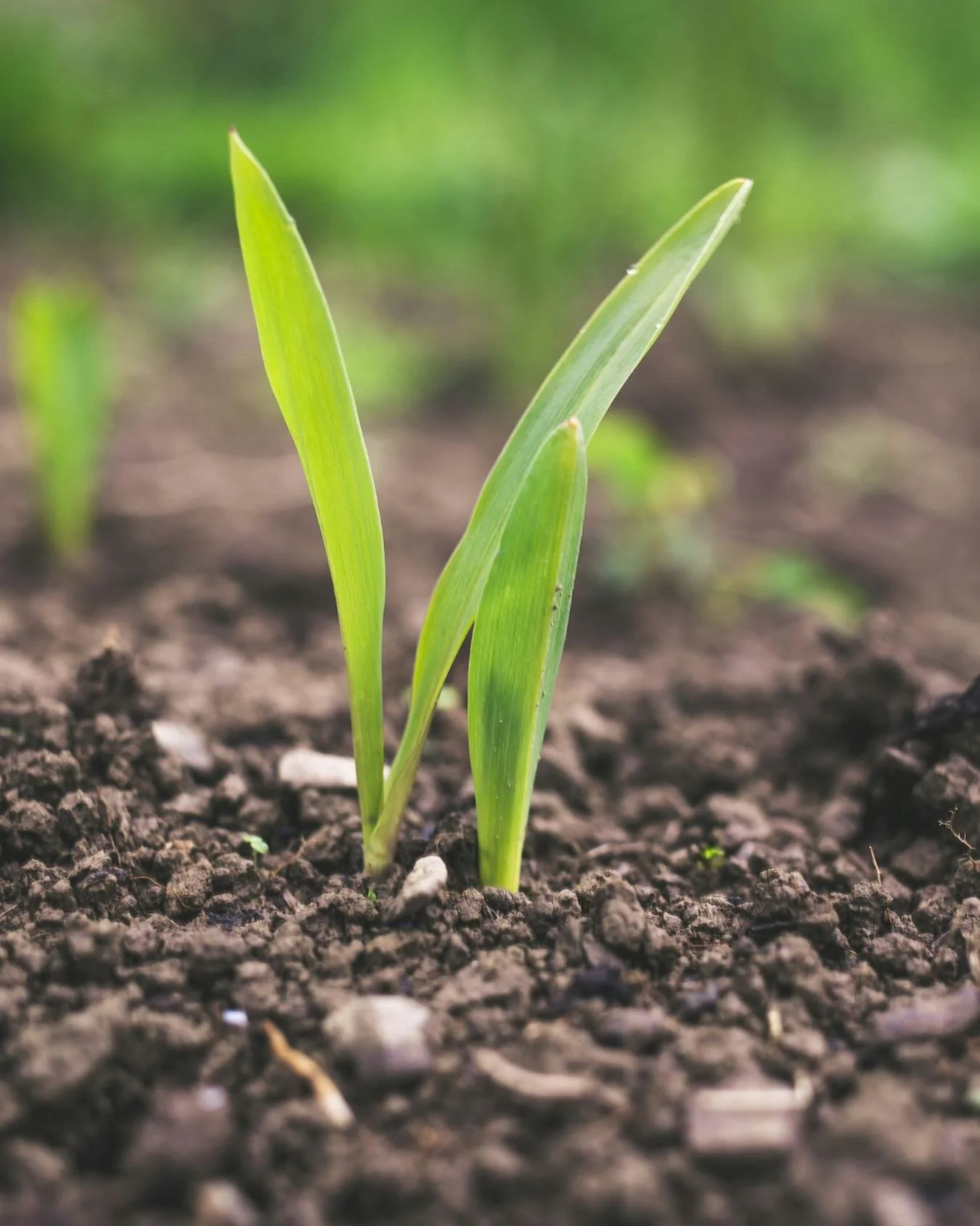 🌱 What possibilities for connection and growth are you most excited about at the IFS Canadian Community Conference?

📅 Registration is now open.
 
IFSCCC will take place online on June 5-6, offering space for learning, reflection, and connection wi