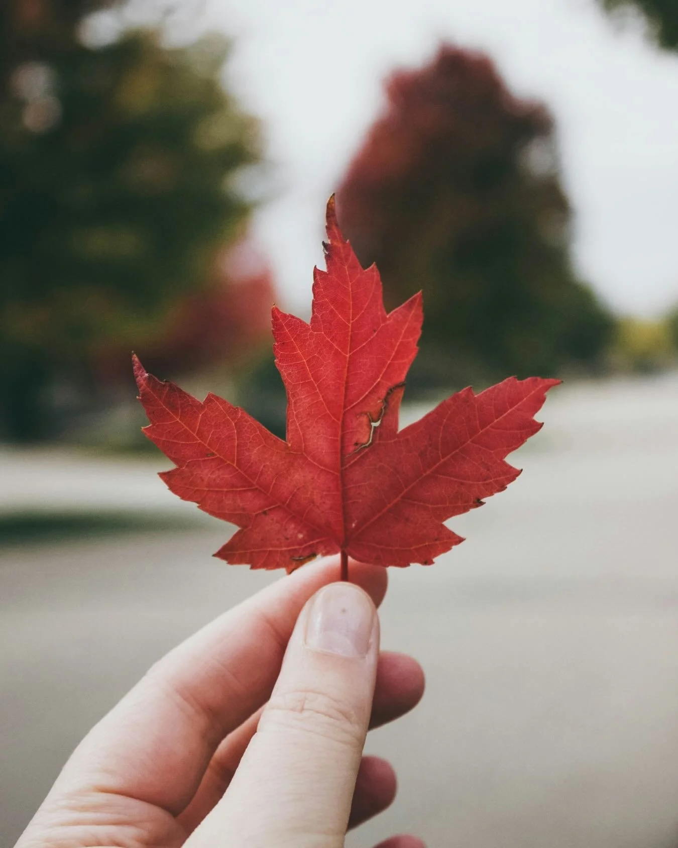 🍁 Last chance to register for the IFS Canadian Community Conference.

📅 June 5-6, 2026

40+ Speakers
28 Workshops
Welcoming Remarks from Dr. Richard Schwartz
Featured Teaching with Kay Gardner
Indigenous-Led Panel on Indigenous Healing &amp; IFS

R