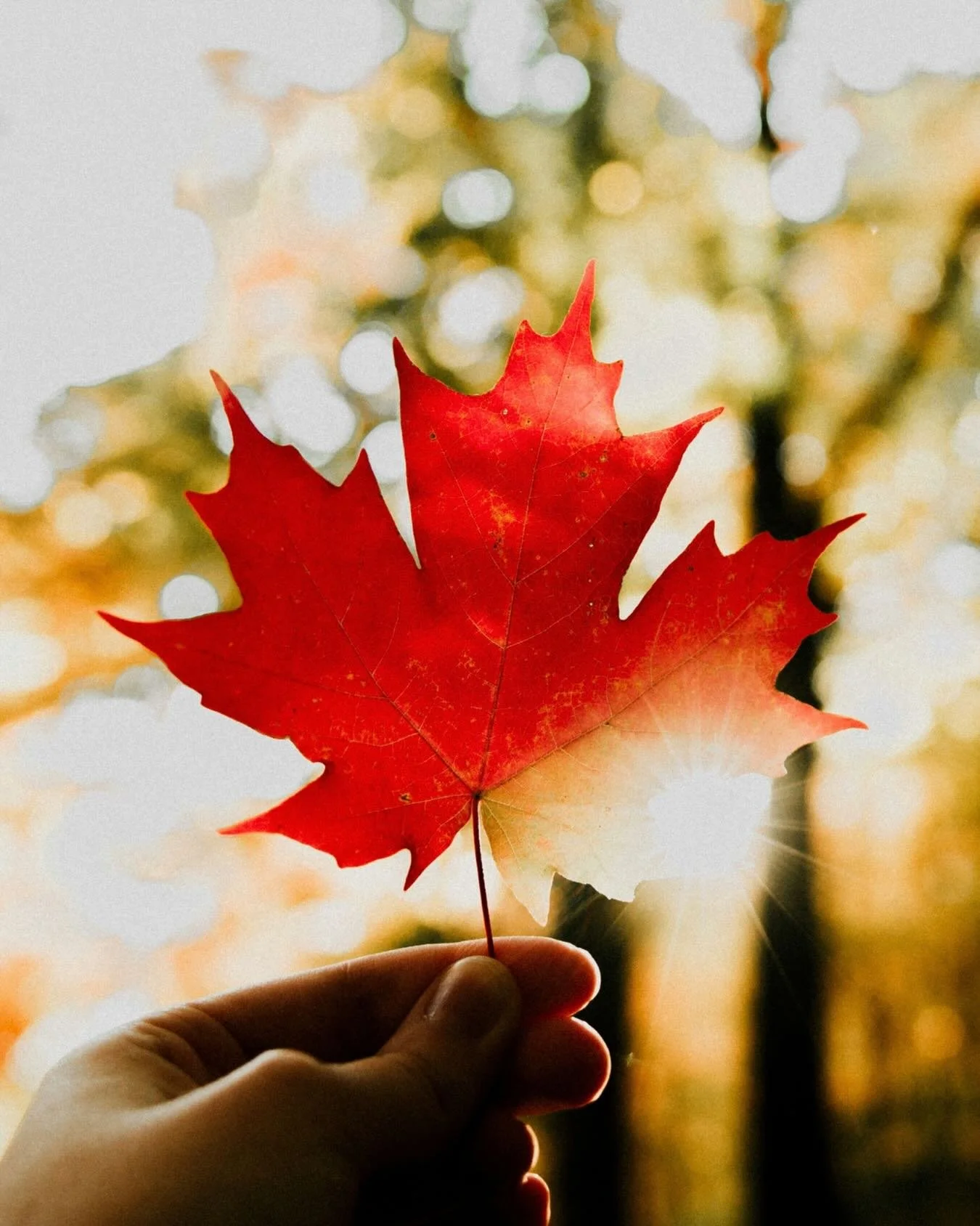 🍁 It&rsquo;s Day 2 of the IFS Canadian Community Conference!

👇 Comment below with your city and/or country to let us know where you&rsquo;re connecting from. 

✉️ Registration is closed. If you&rsquo;ve registered for IFSCCC, be sure to check your