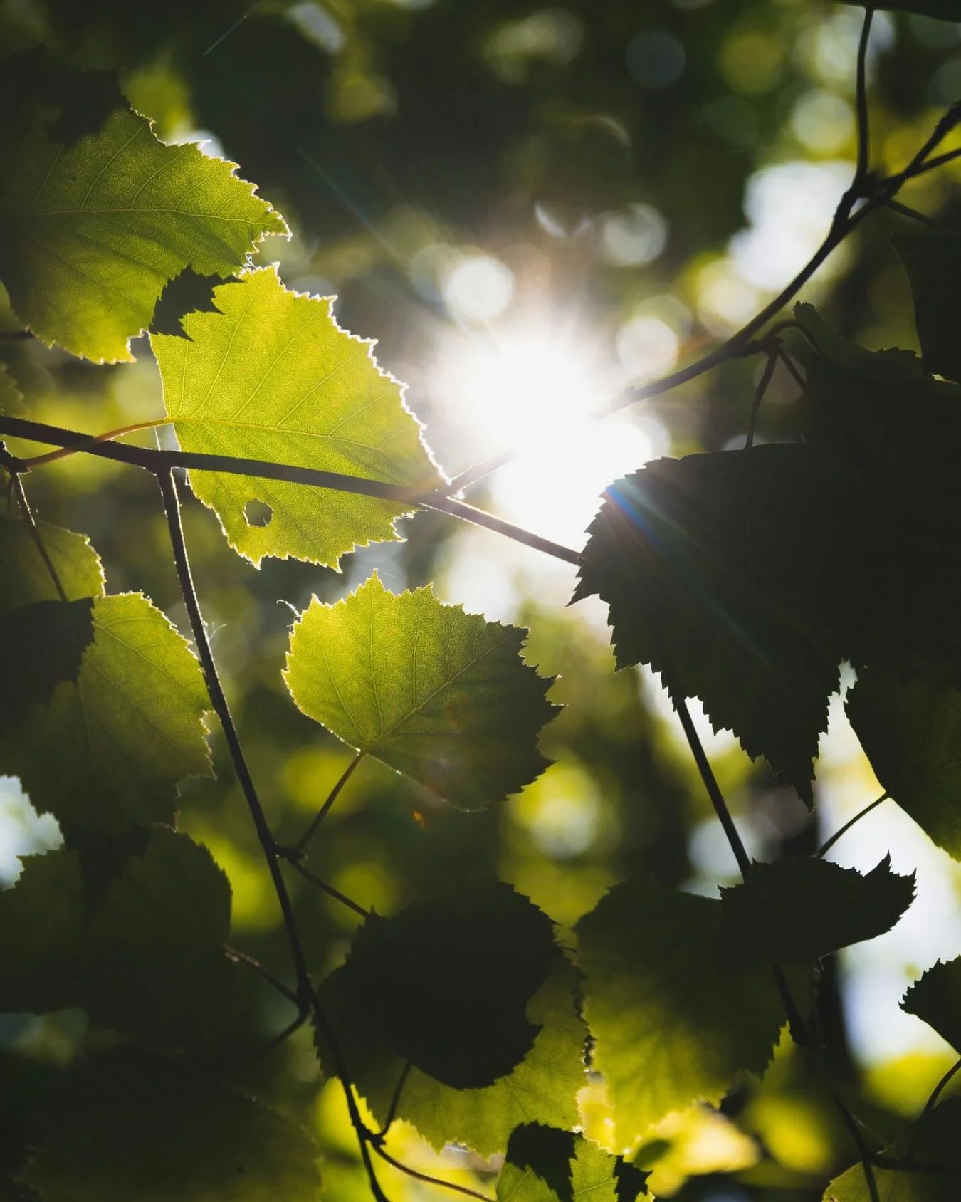 ☀️ From workshops to moments of connection, what helped you remain in Self during the IFS Canadian Community Conference?

✨ Mark your calendar! The next IFS Canadian Community Conference will take place in-person at the University of Guelph from June