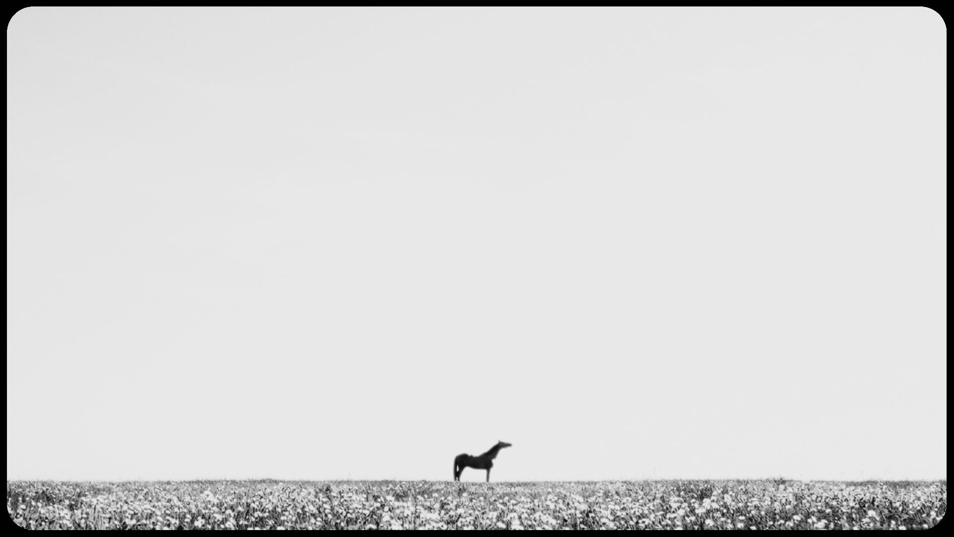 nana del caballo grande | AI VIDEO
