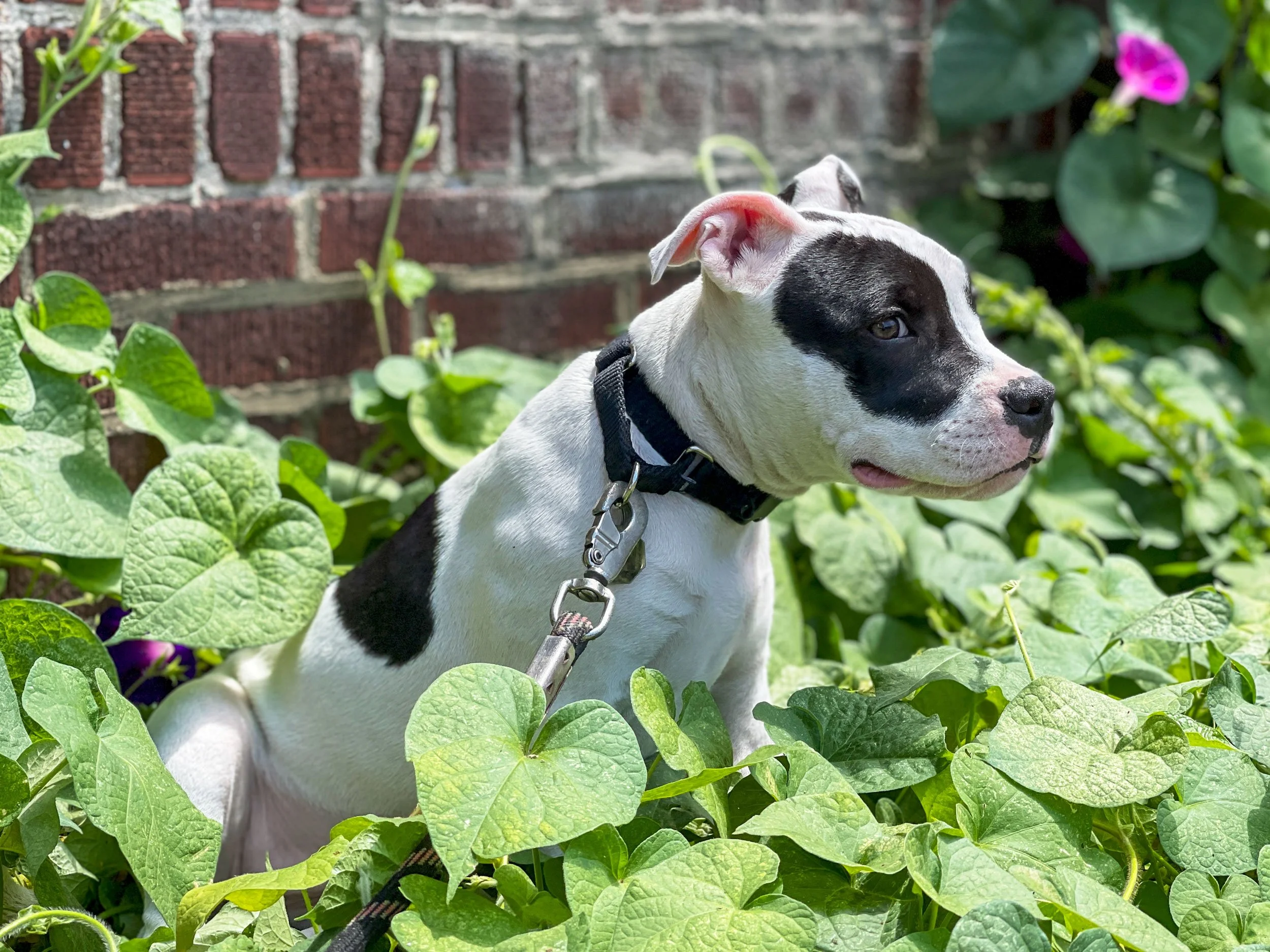 ZZ_SQ_PUP_FLAT_IMG_4323.jpg