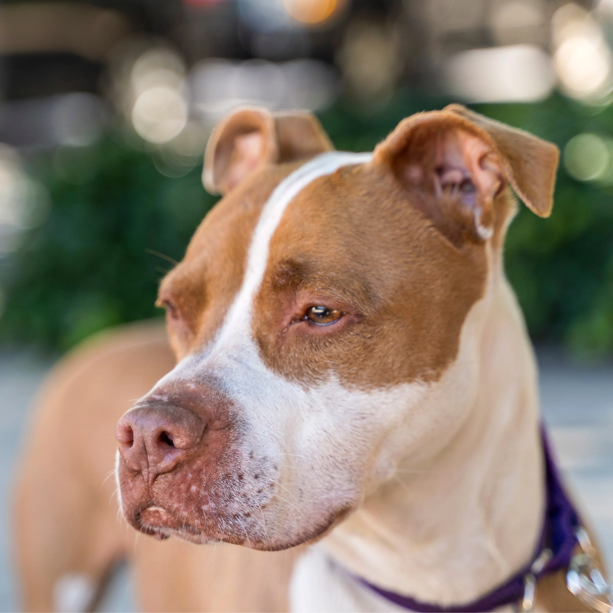SEAN_SQ_FLATCROPSQ_DOG_CLOSE_LR_DSC0044-2.jpg