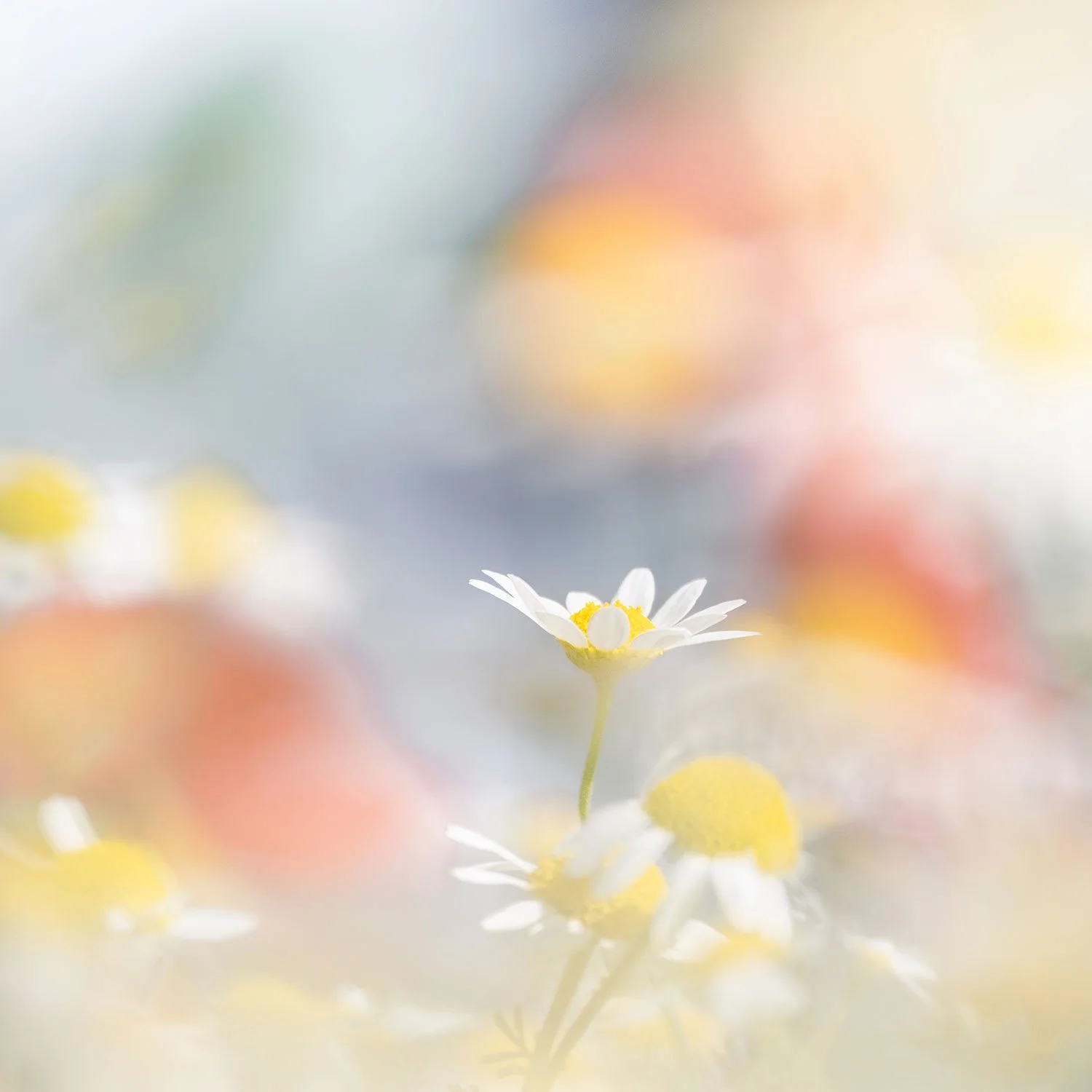 The colours of summer 05