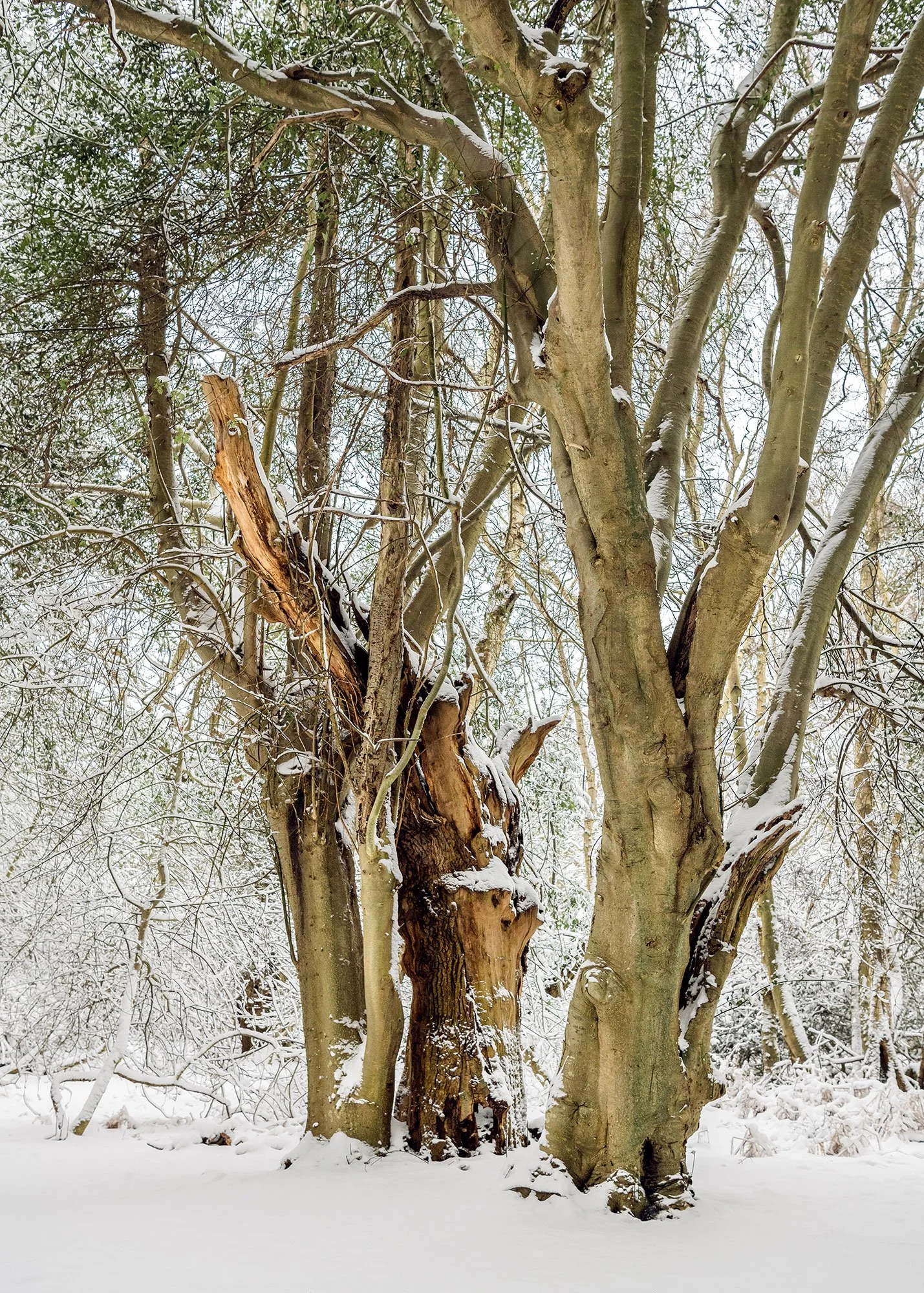 Winter woodland 01