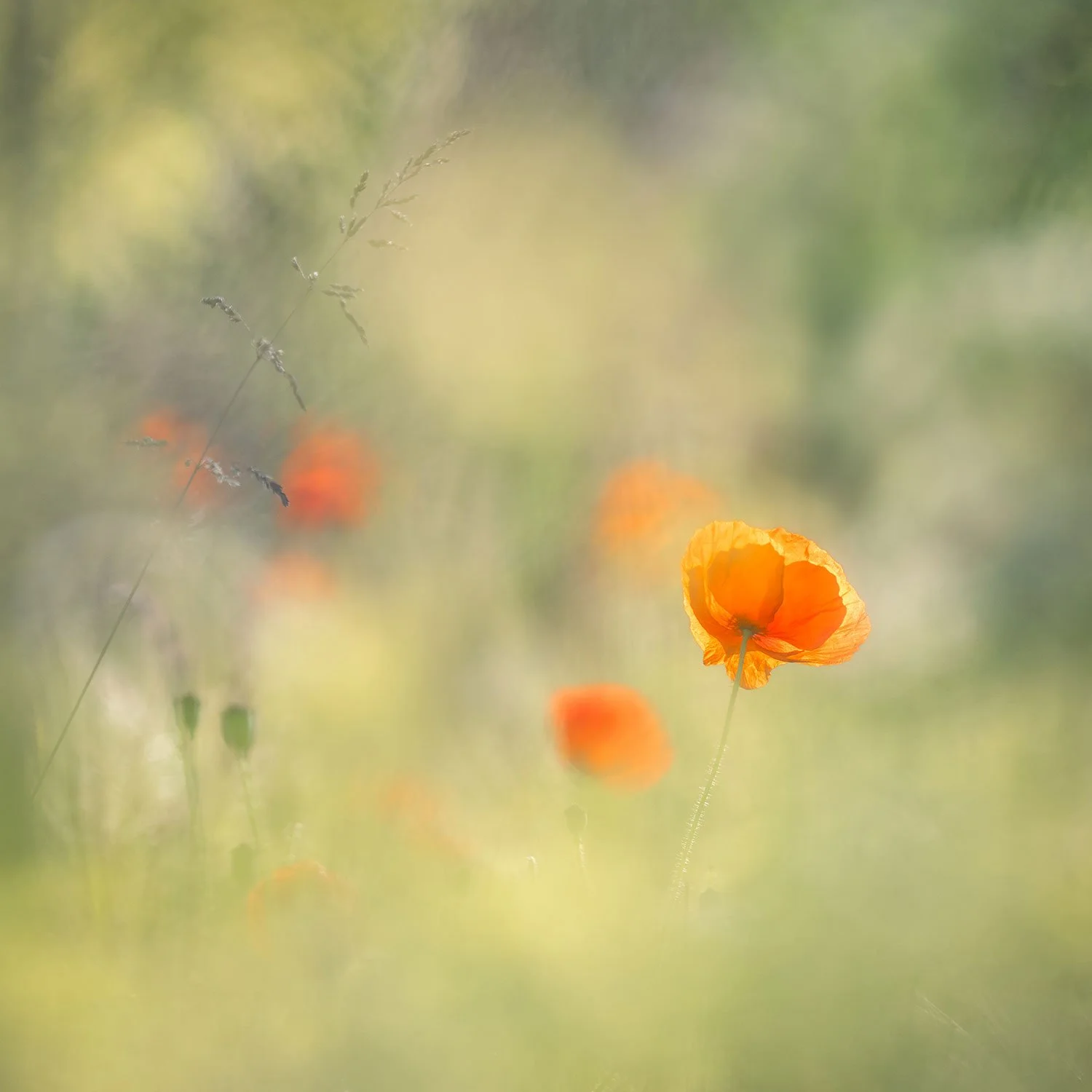 Poppies