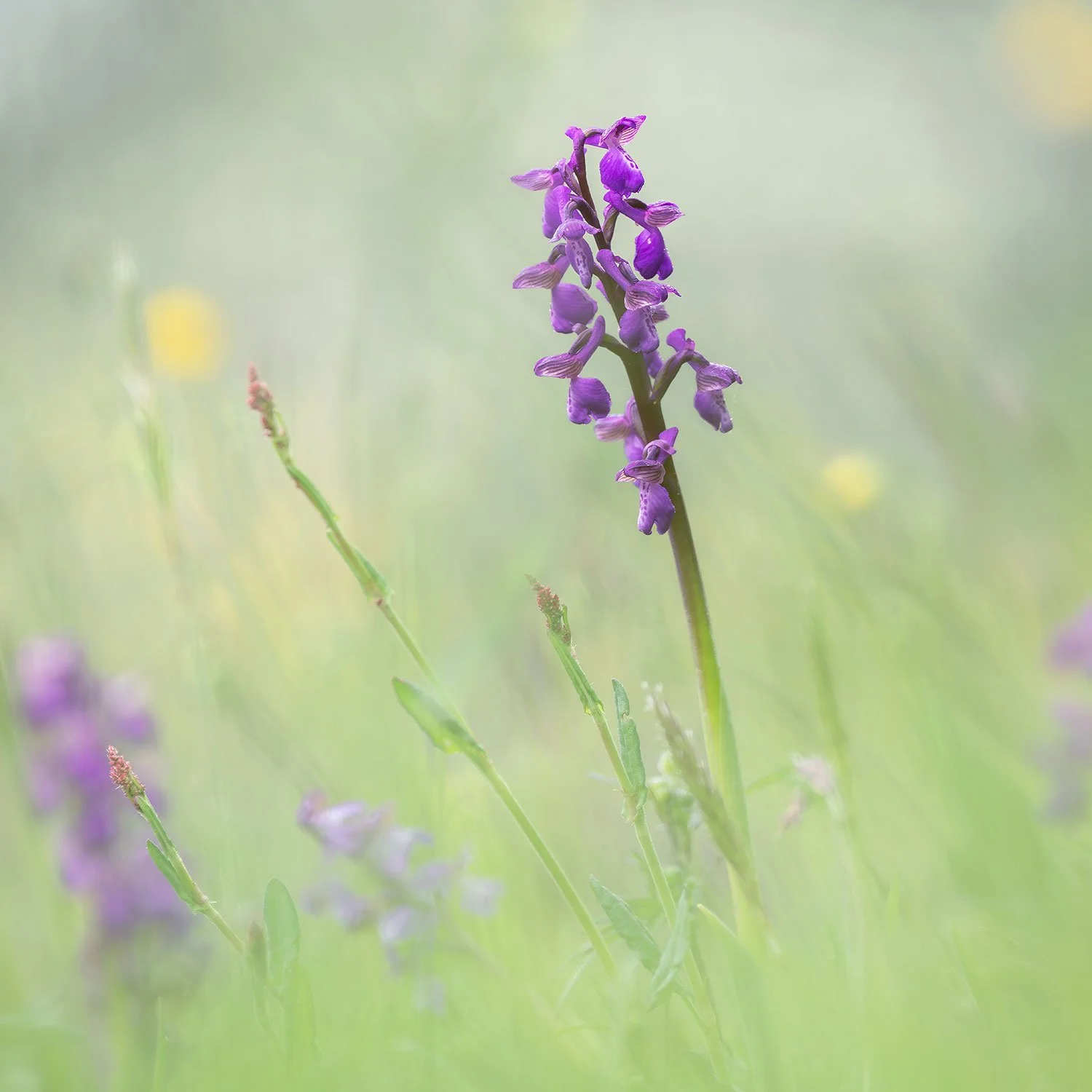Winks_Meadow_6878.jpg