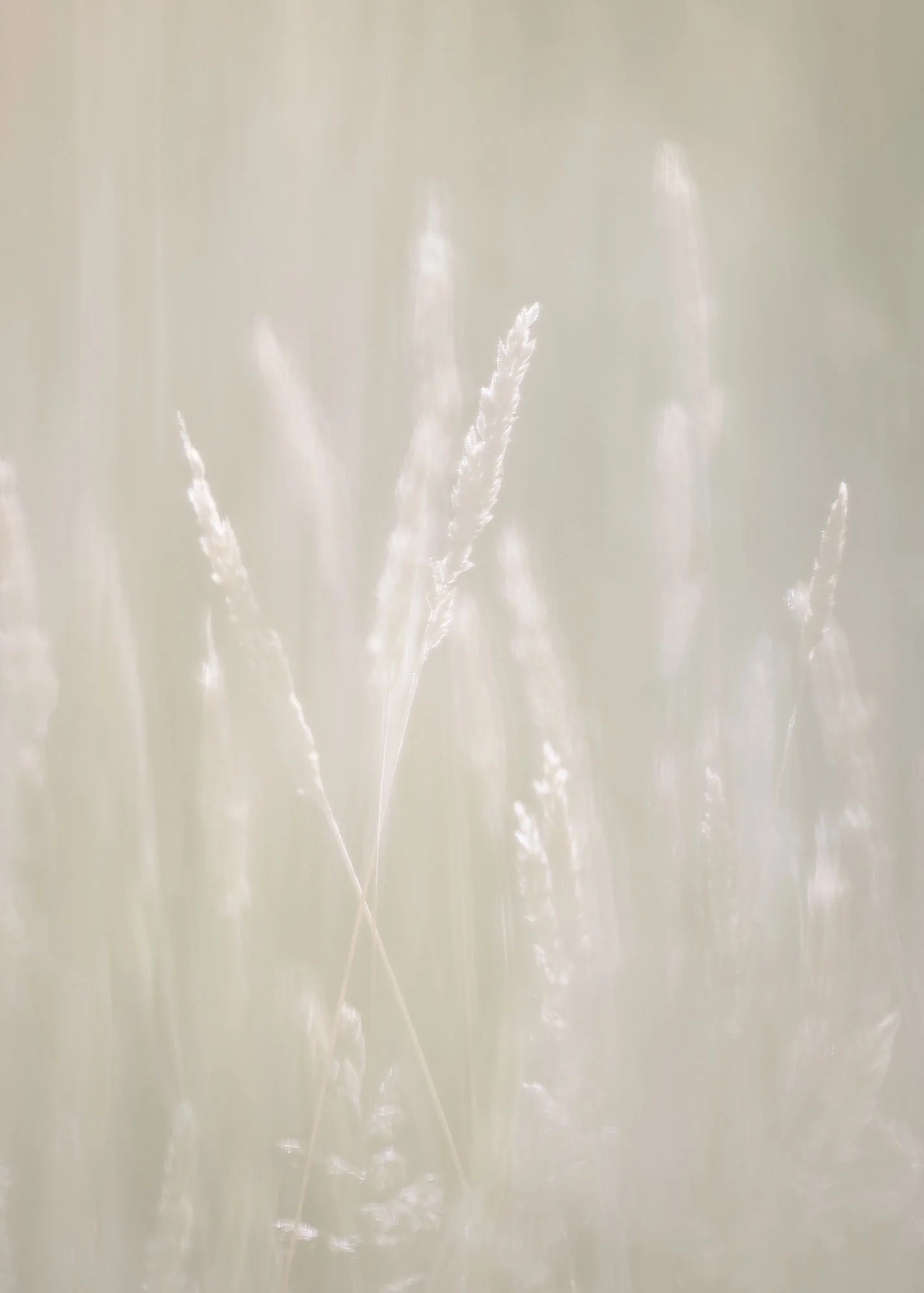 grasses_5188.jpg