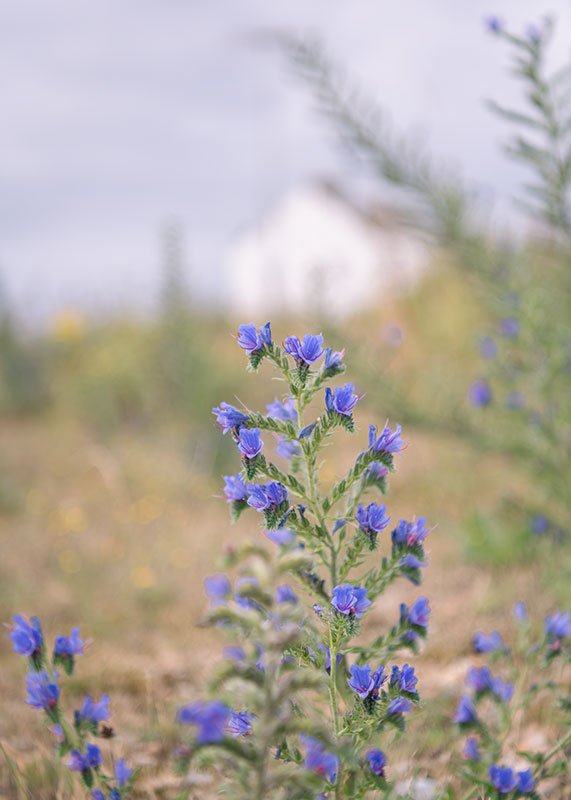 Capturing Detail - Shingle Street, 16th May