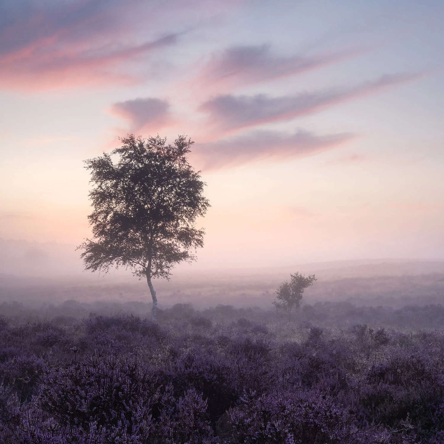 Violet Dawn, Westleton Heath