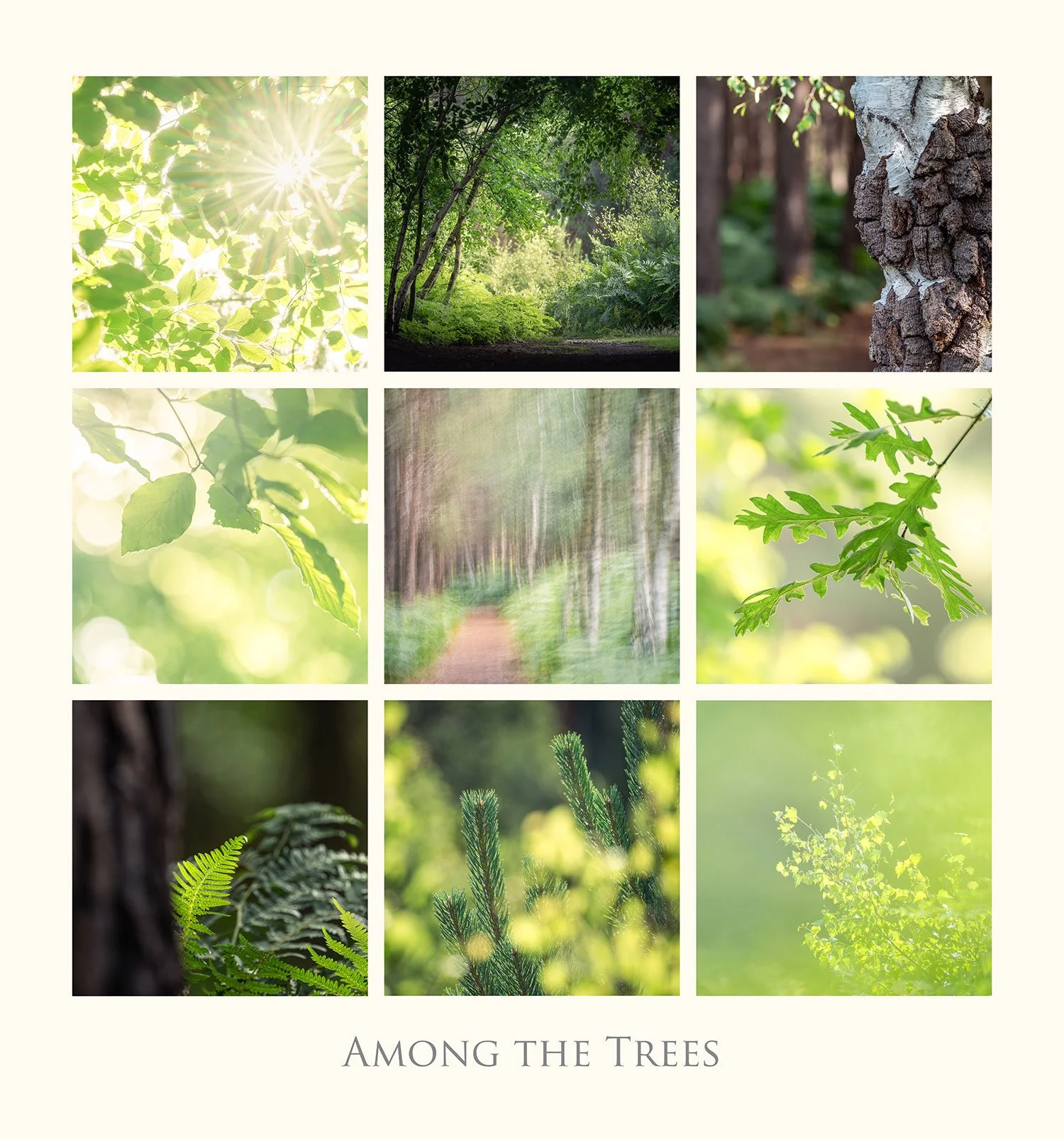 Among_the_trees_web.jpg