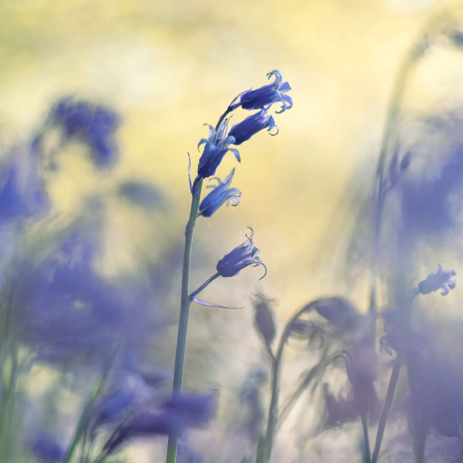 Bluebells