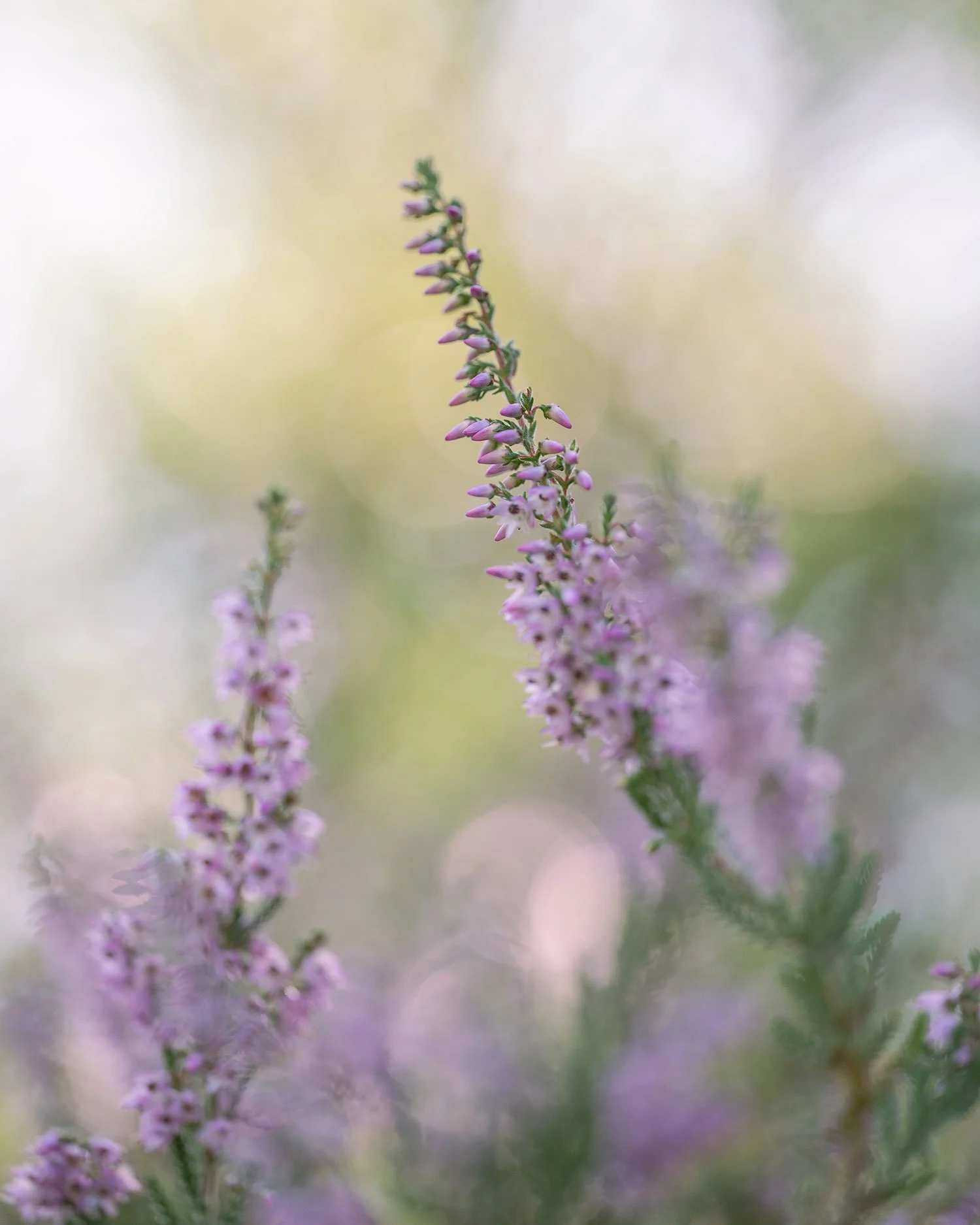 Heather