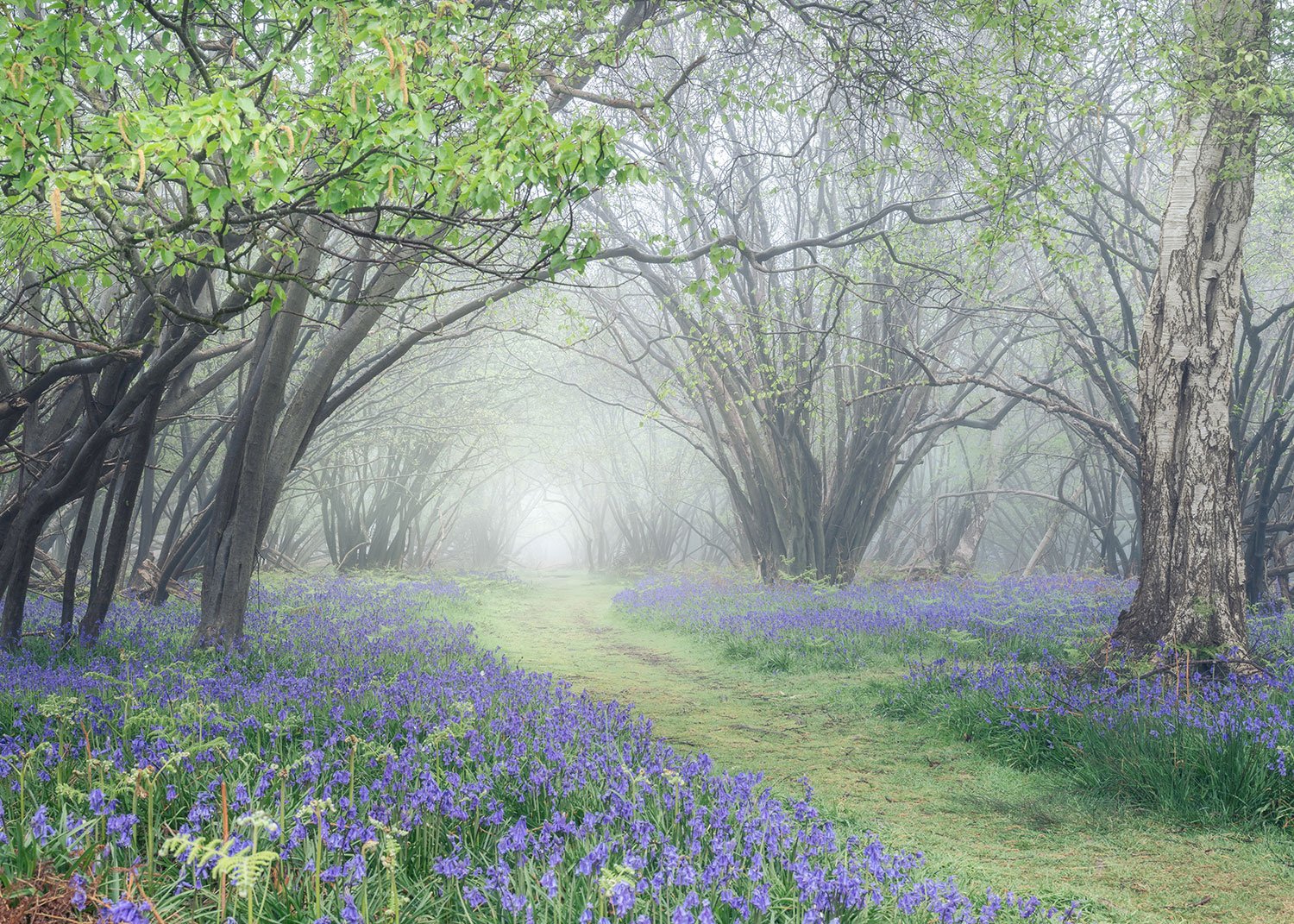 Mist at Captains Wood