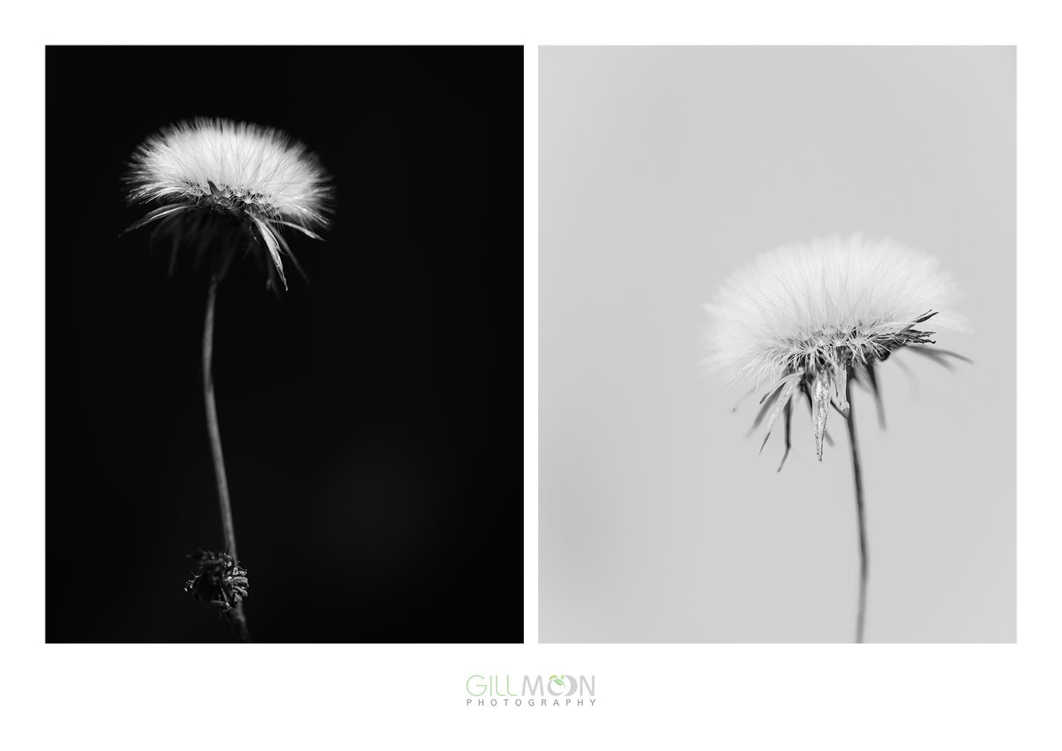Contrast_dandilion.jpg