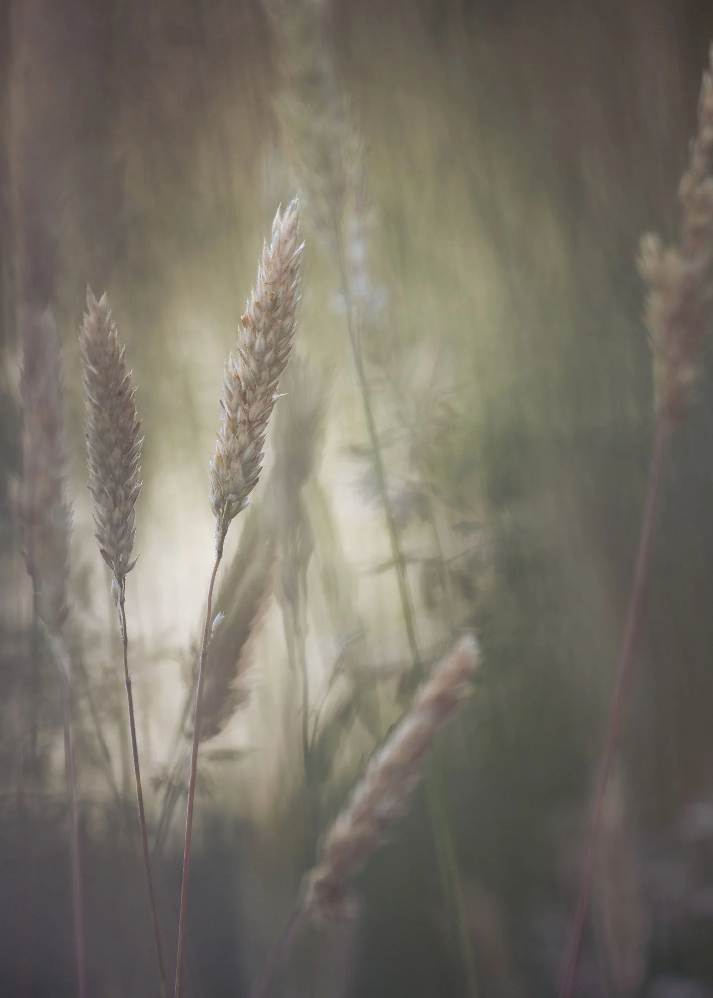 Grasses_5205.jpg