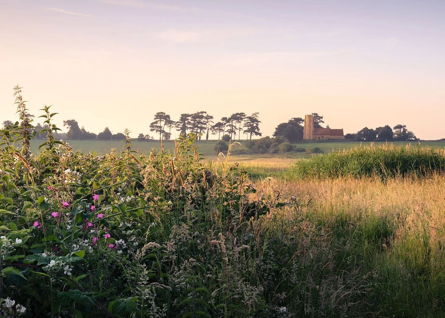 Summer on the marsh - Ramsholt