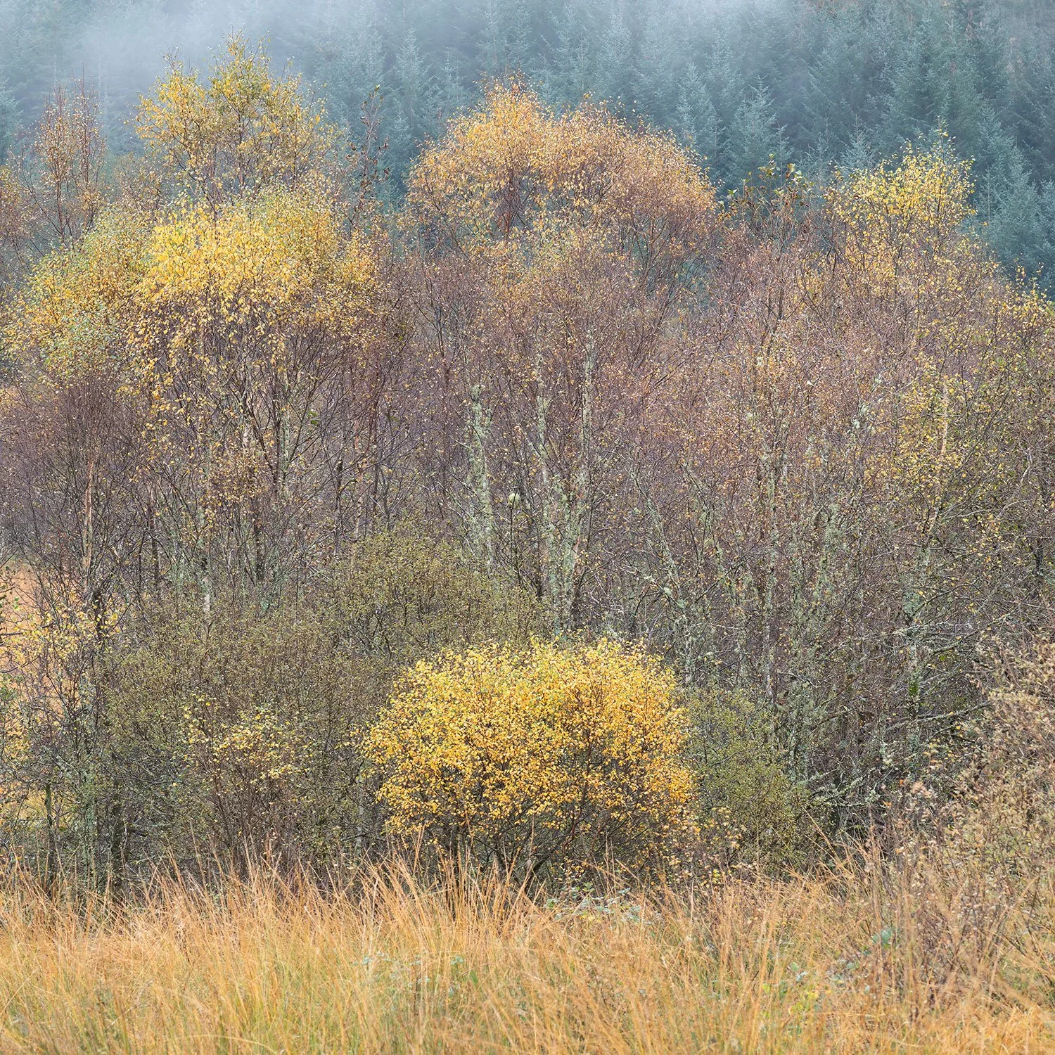 Pots of Gold, Ariundle