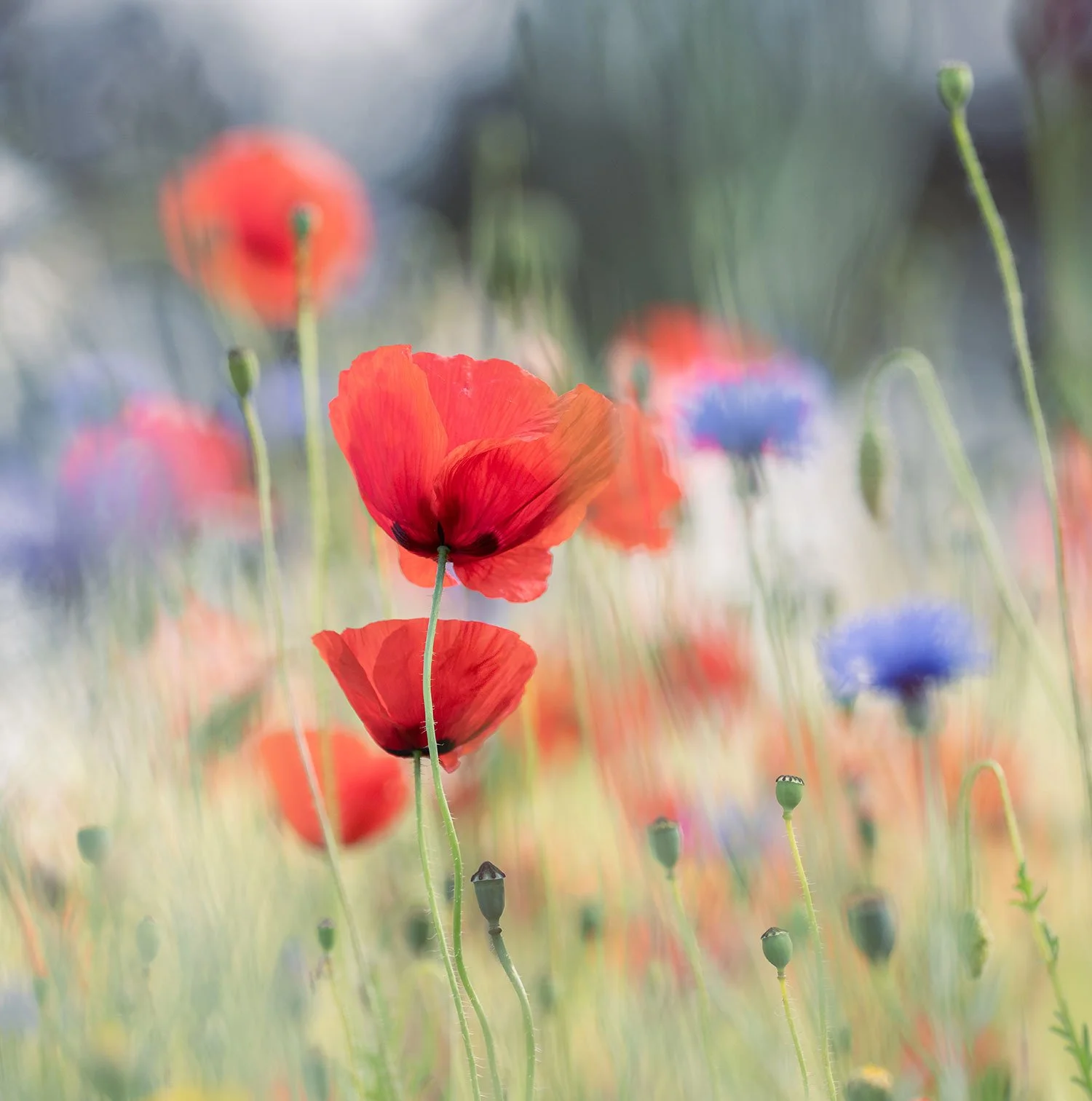 The colours of summer 02