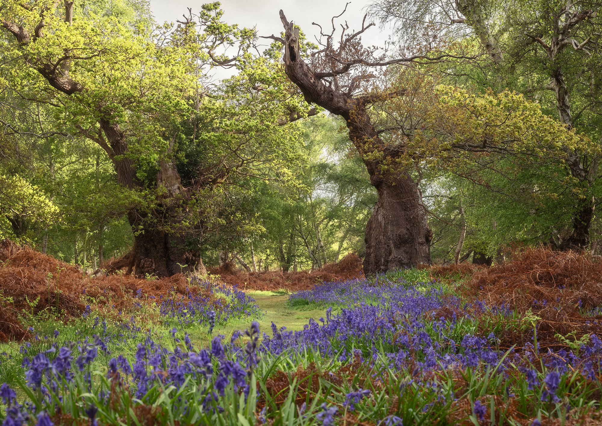 Spring, Captains Wood