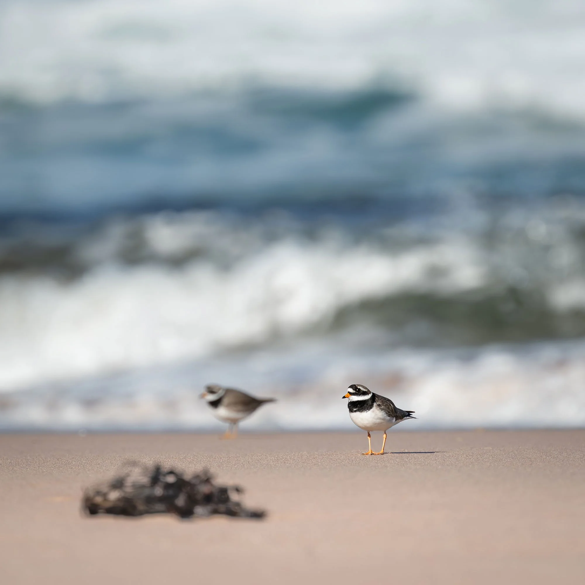 Sandwood_Bay_Plover_3574.jpg