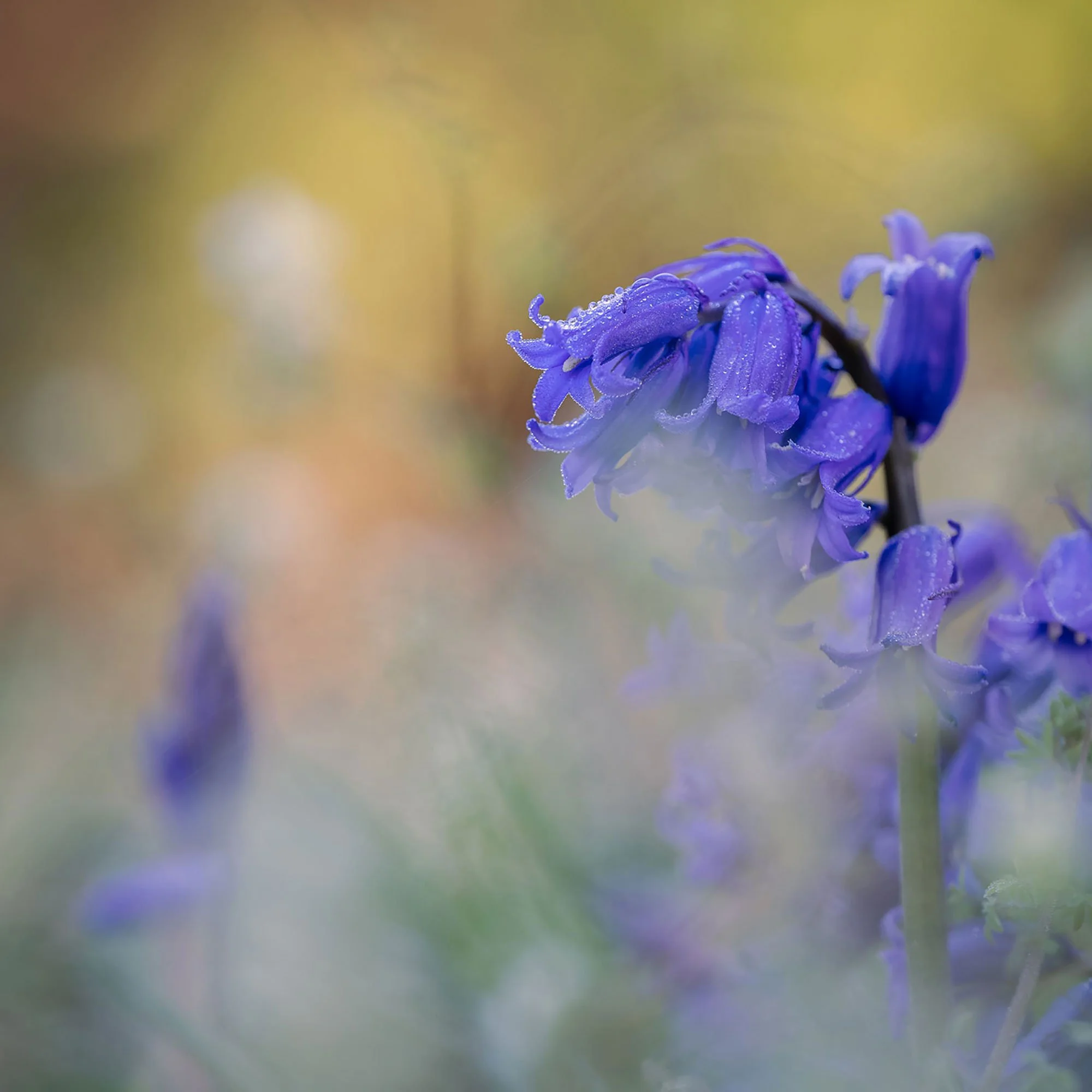 Bluebells_Staverton_0998.jpg