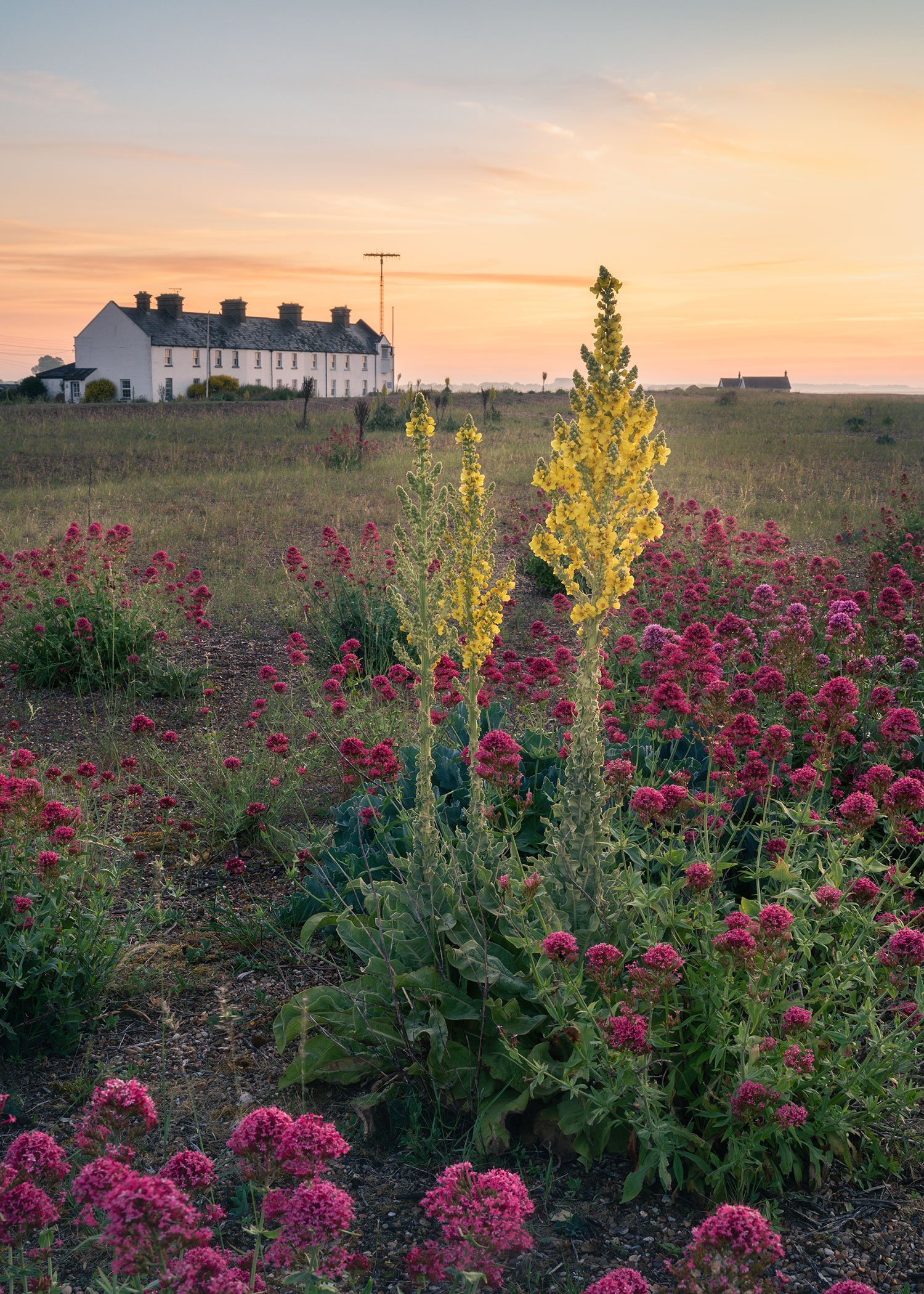 Amongst the flowers - Shingle Street
