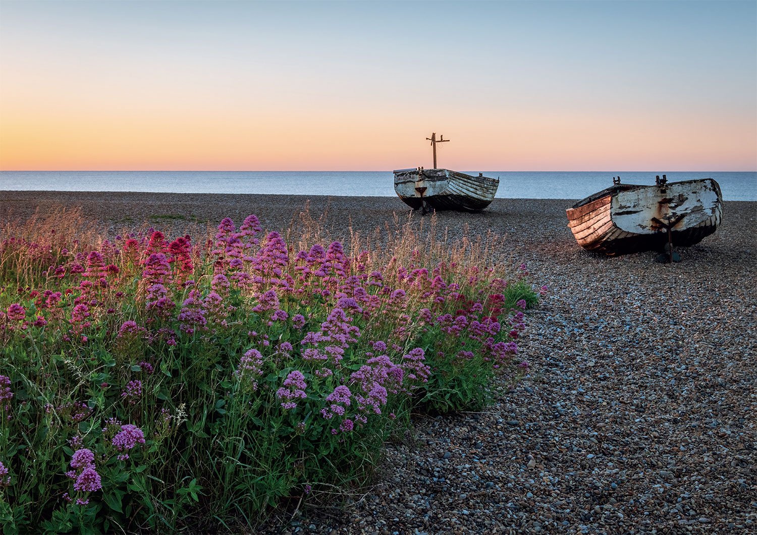 Two abandoned boats on a pebble beach with pink flowers in the foreground during sunset