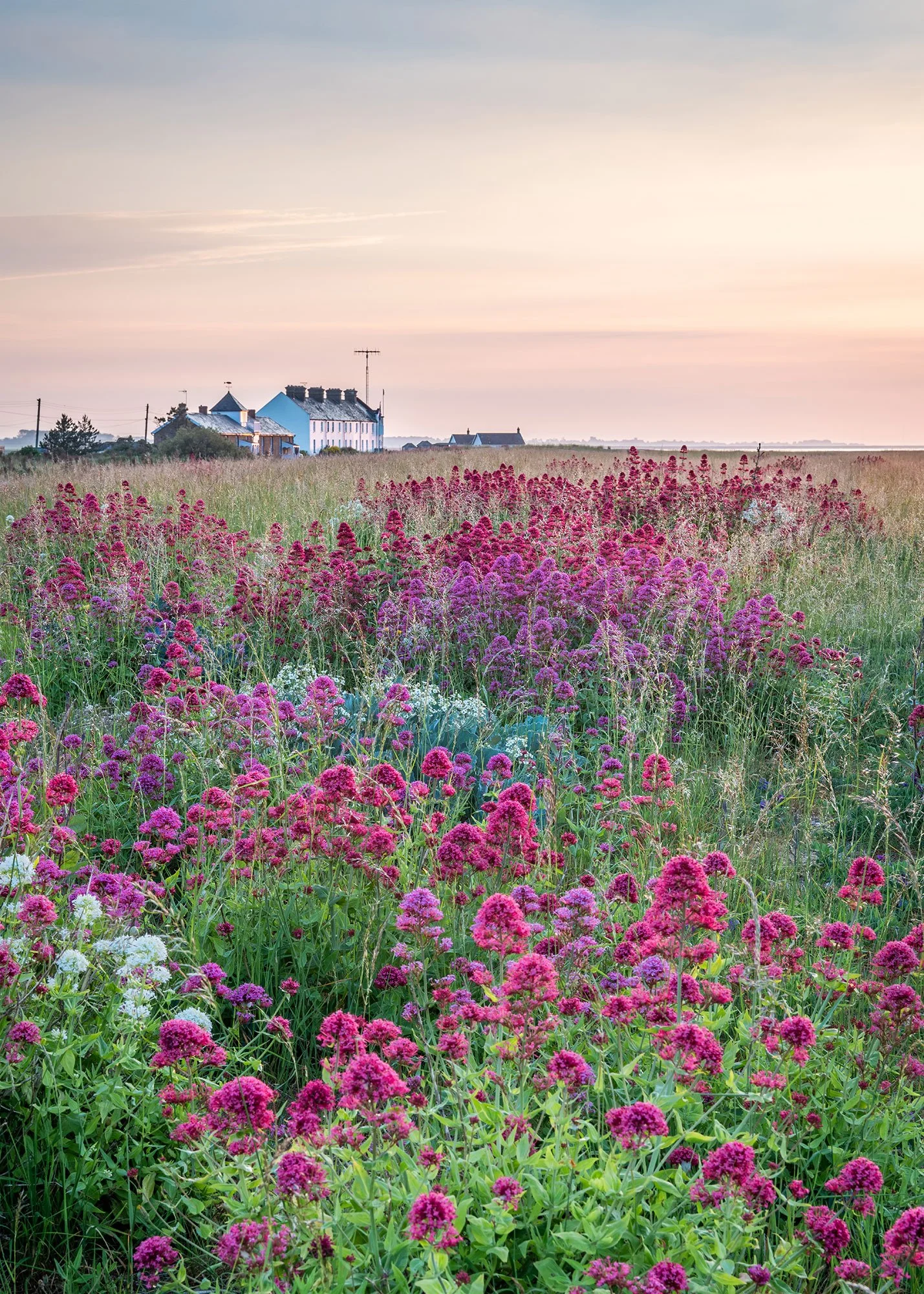 Floral Dawn, Shingle Street