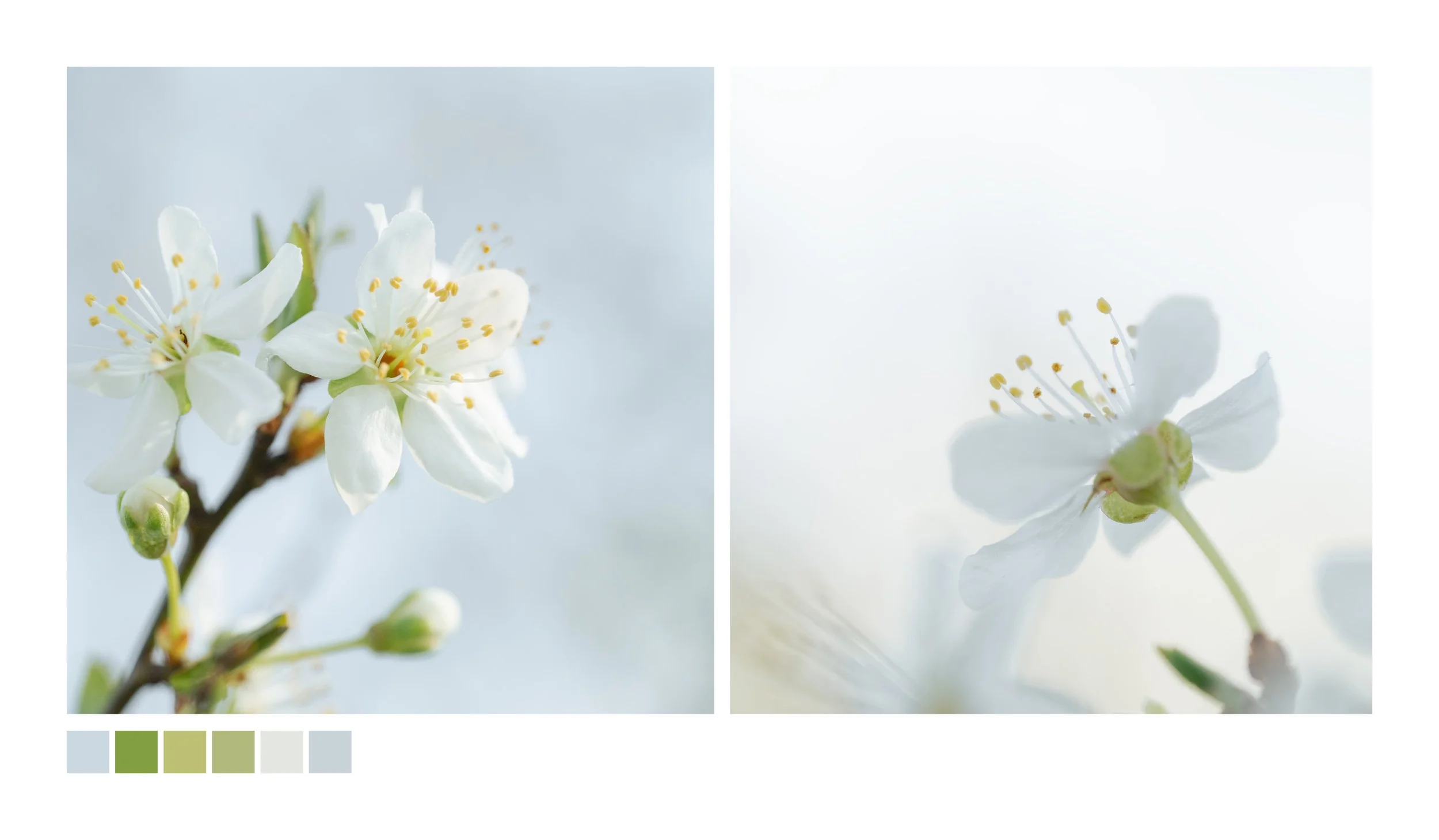 Blackthorn_Blossom.jpg