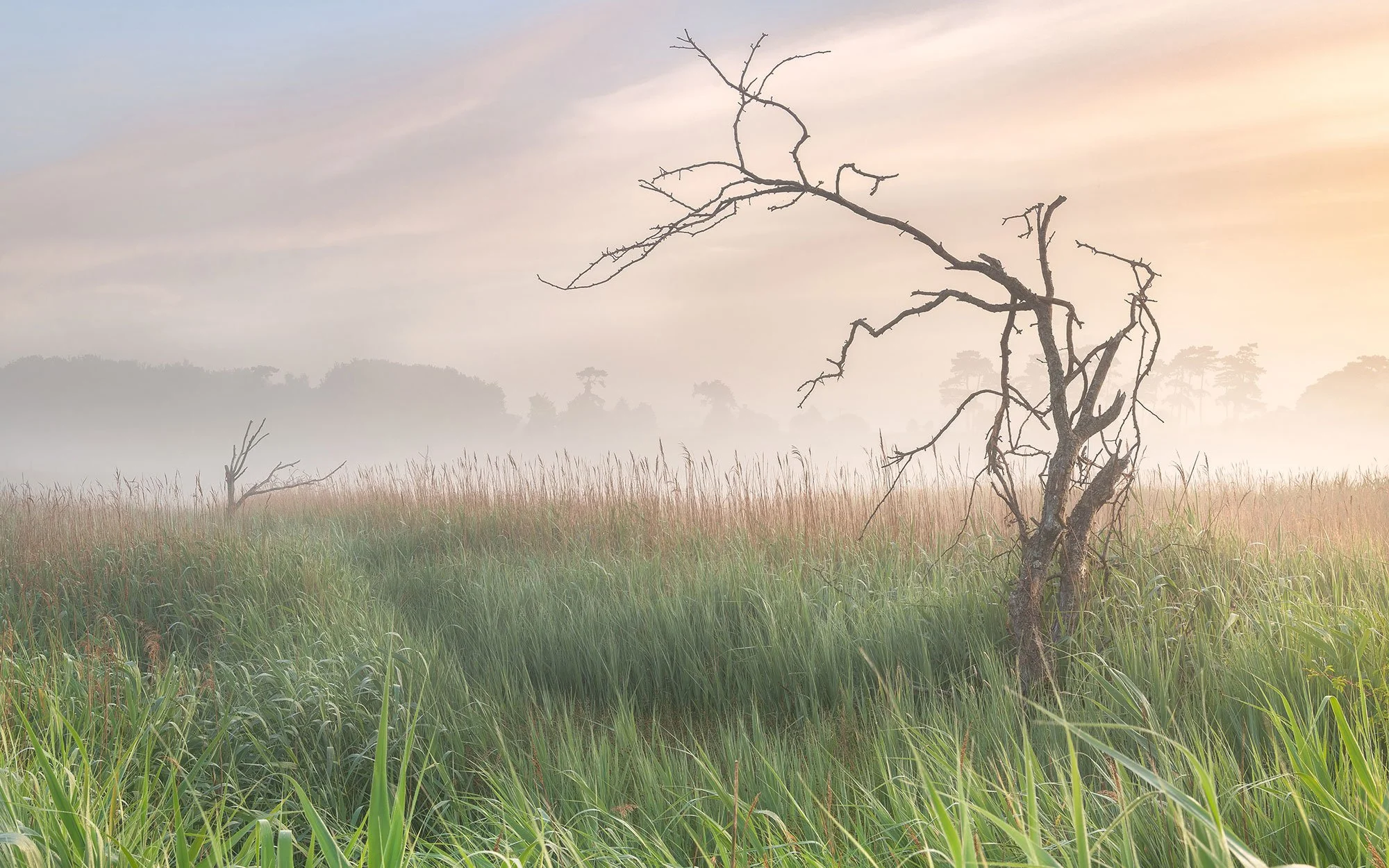 A foggy field with tall grass and a leafless, twisted tree in the foreground, with more trees and fog in the background, during sunrise or sunset.