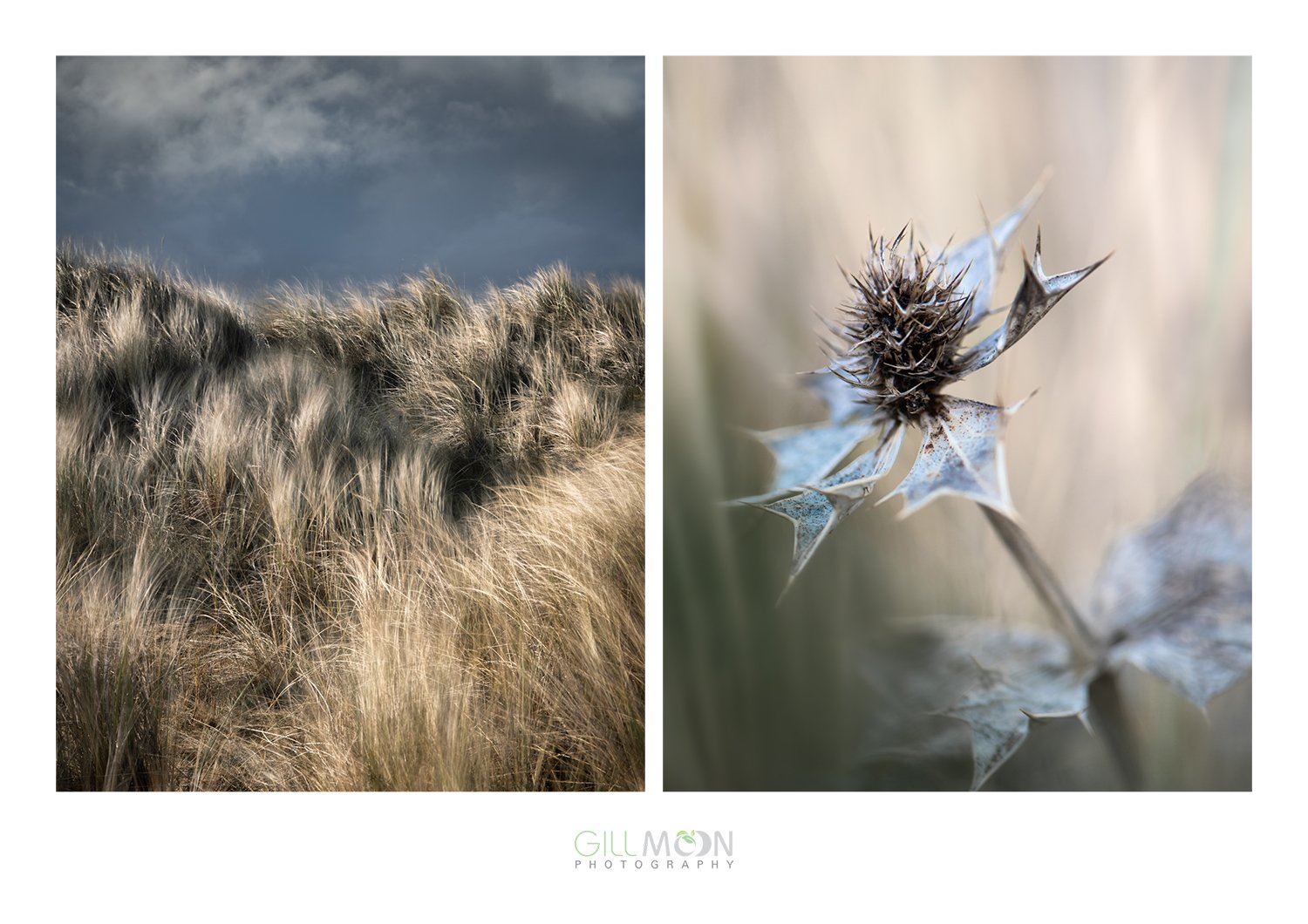 Colour_Holkham copy.jpg