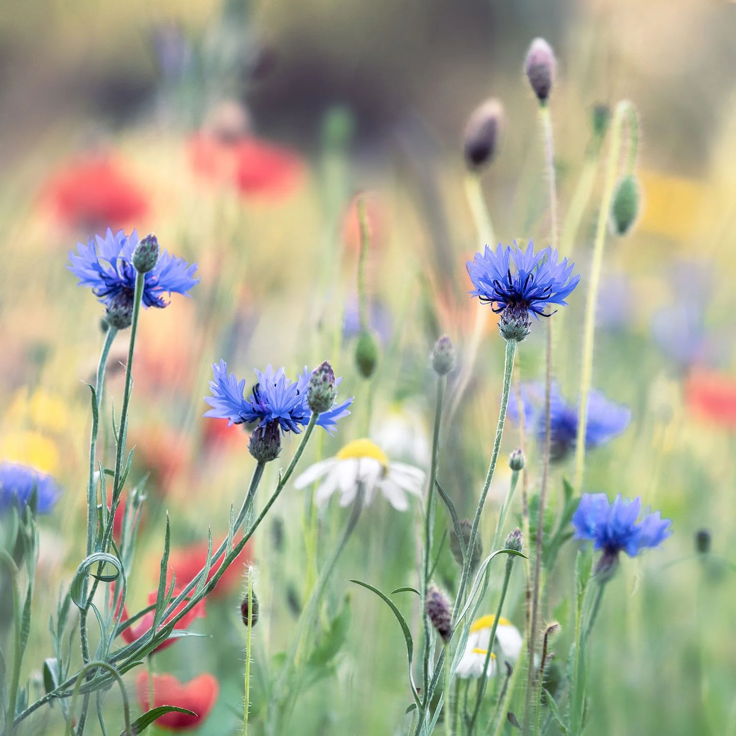 The colours of summer 03