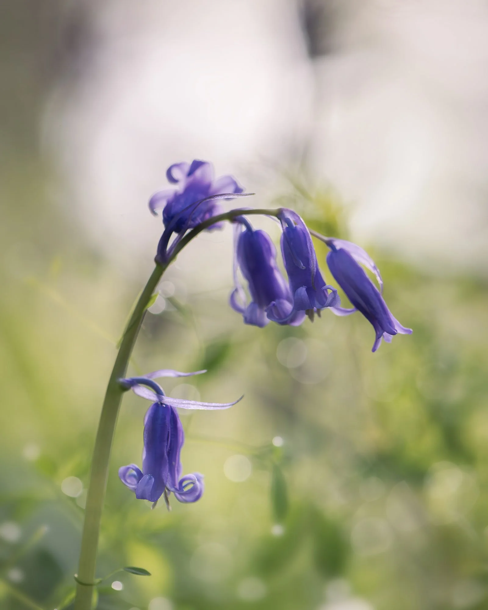 Captains_Wood_Bluebells_8117.jpg