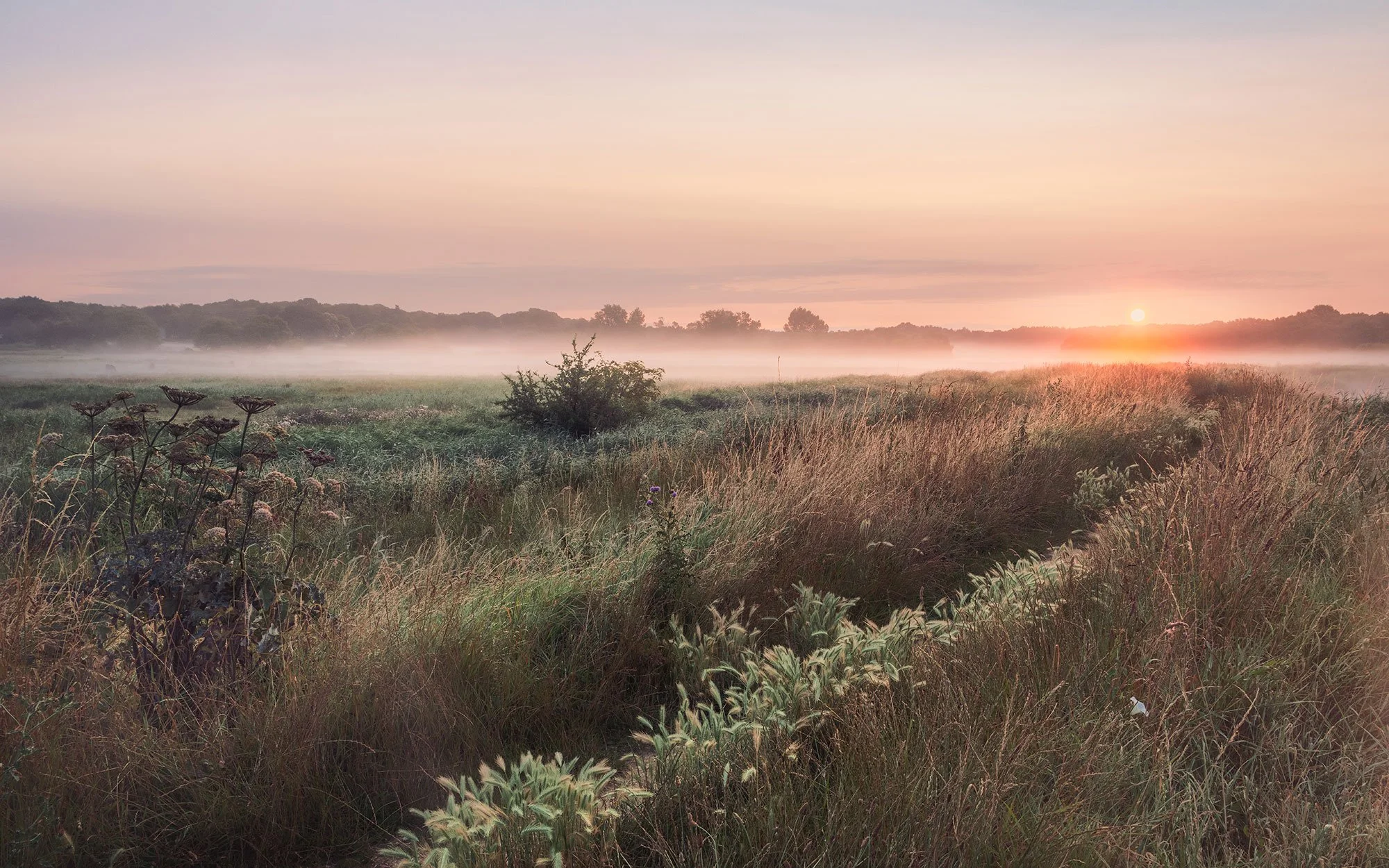 A peaceful sunrise over a foggy grassy field with shrubs and wildflowers, and a distant tree line in the background.