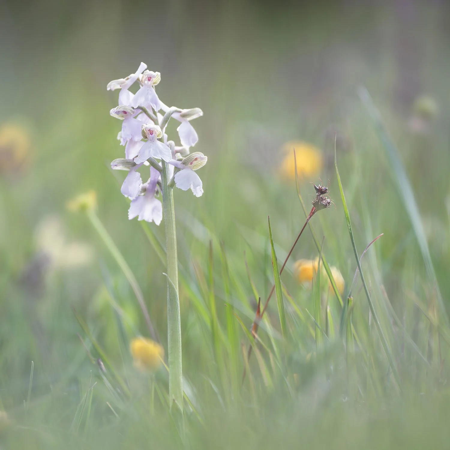 Winks_Meadow_6907.jpg